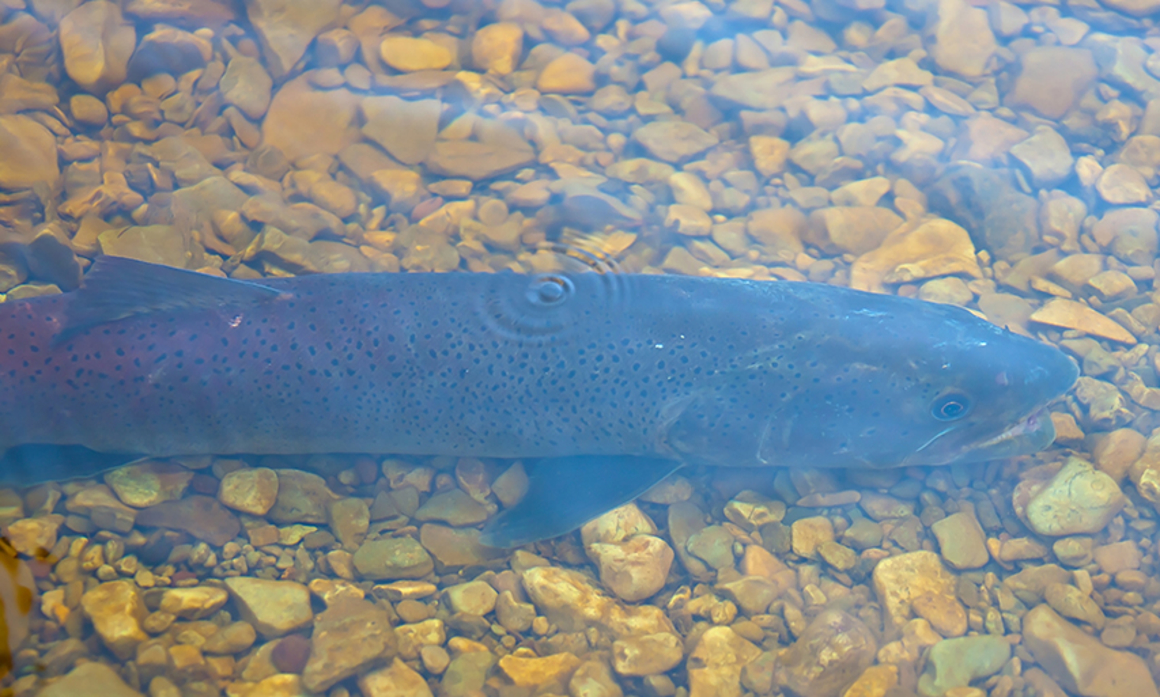 The monster salmon taimen