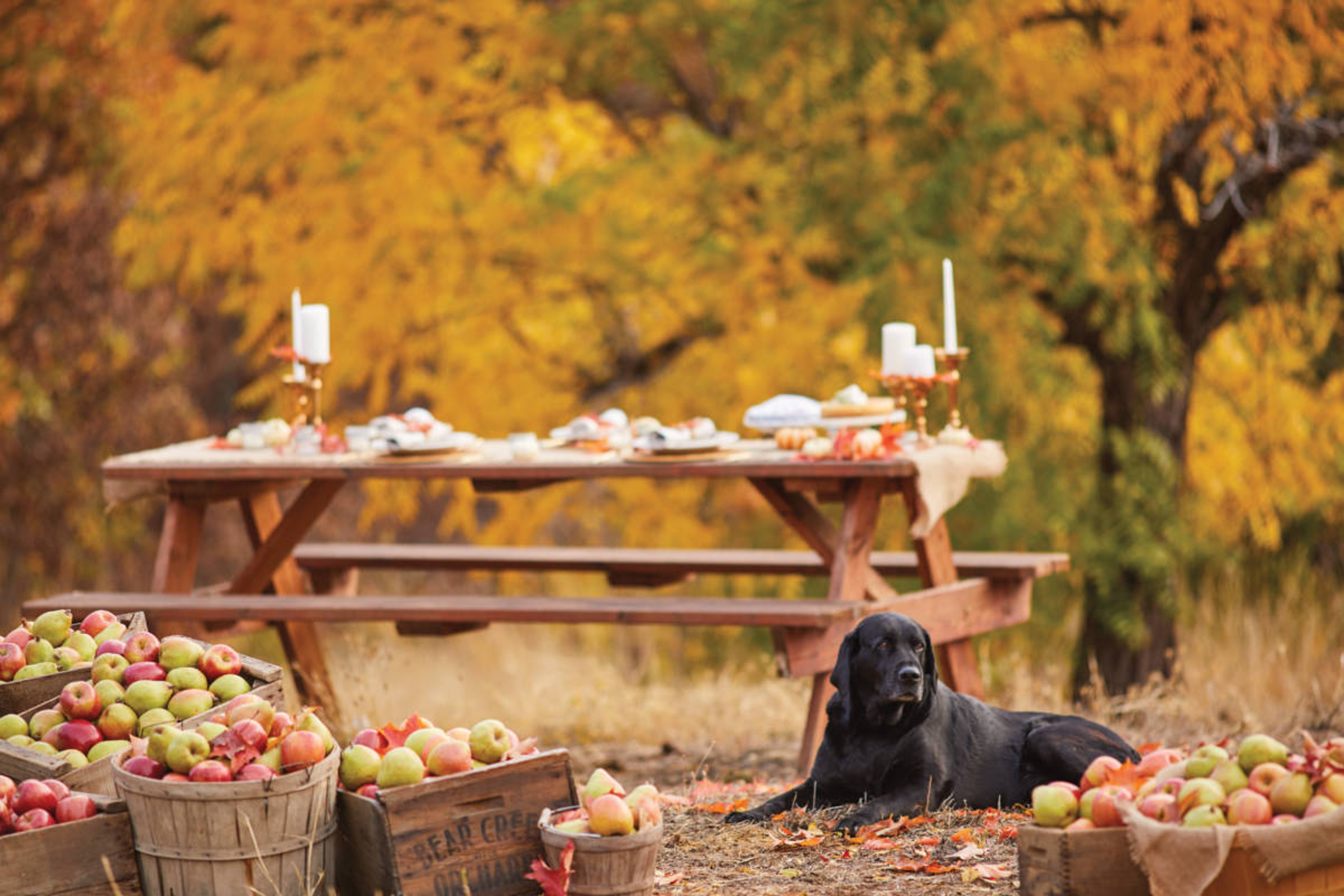 fall leaves image black dog lying in front of table with fall leaves and barrels of apples surrounding him.