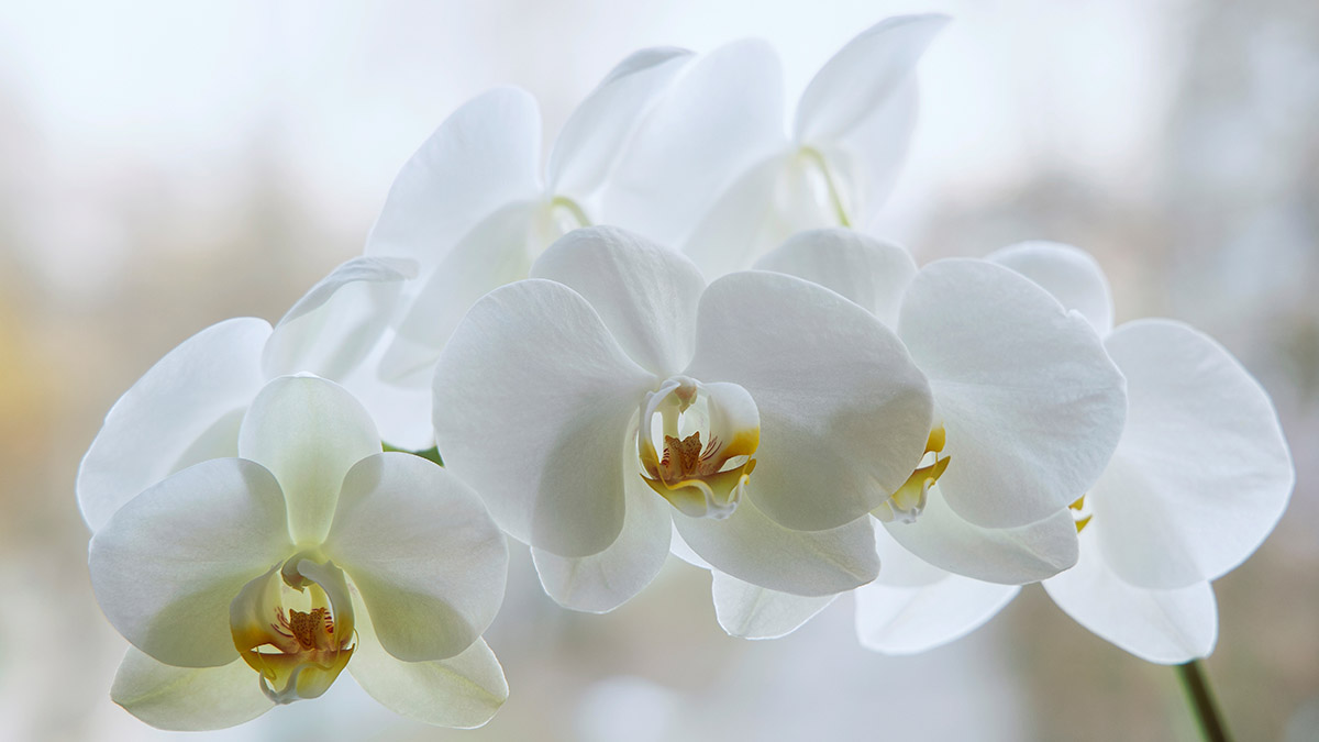 Branch of blooming white orchid closeup