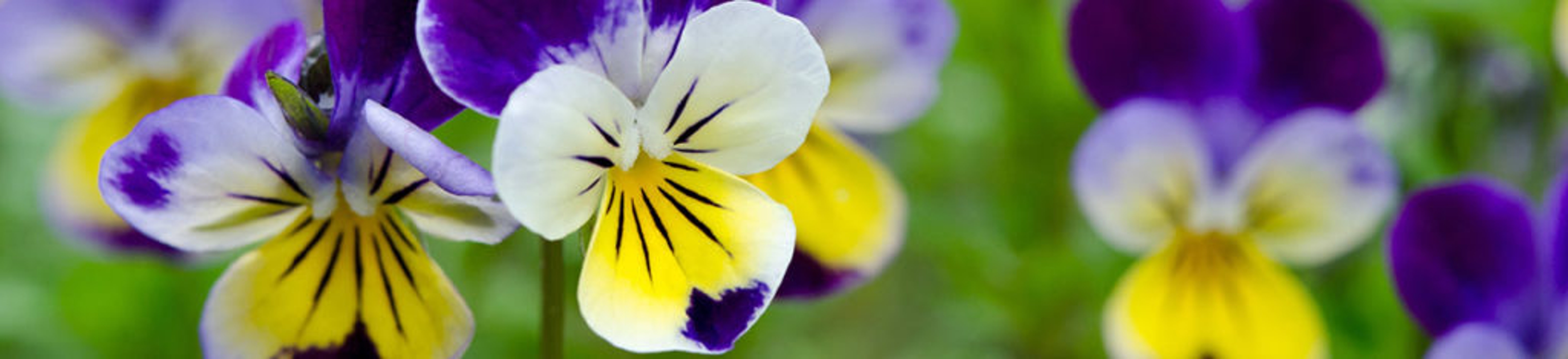 Pansies in a spring garden
