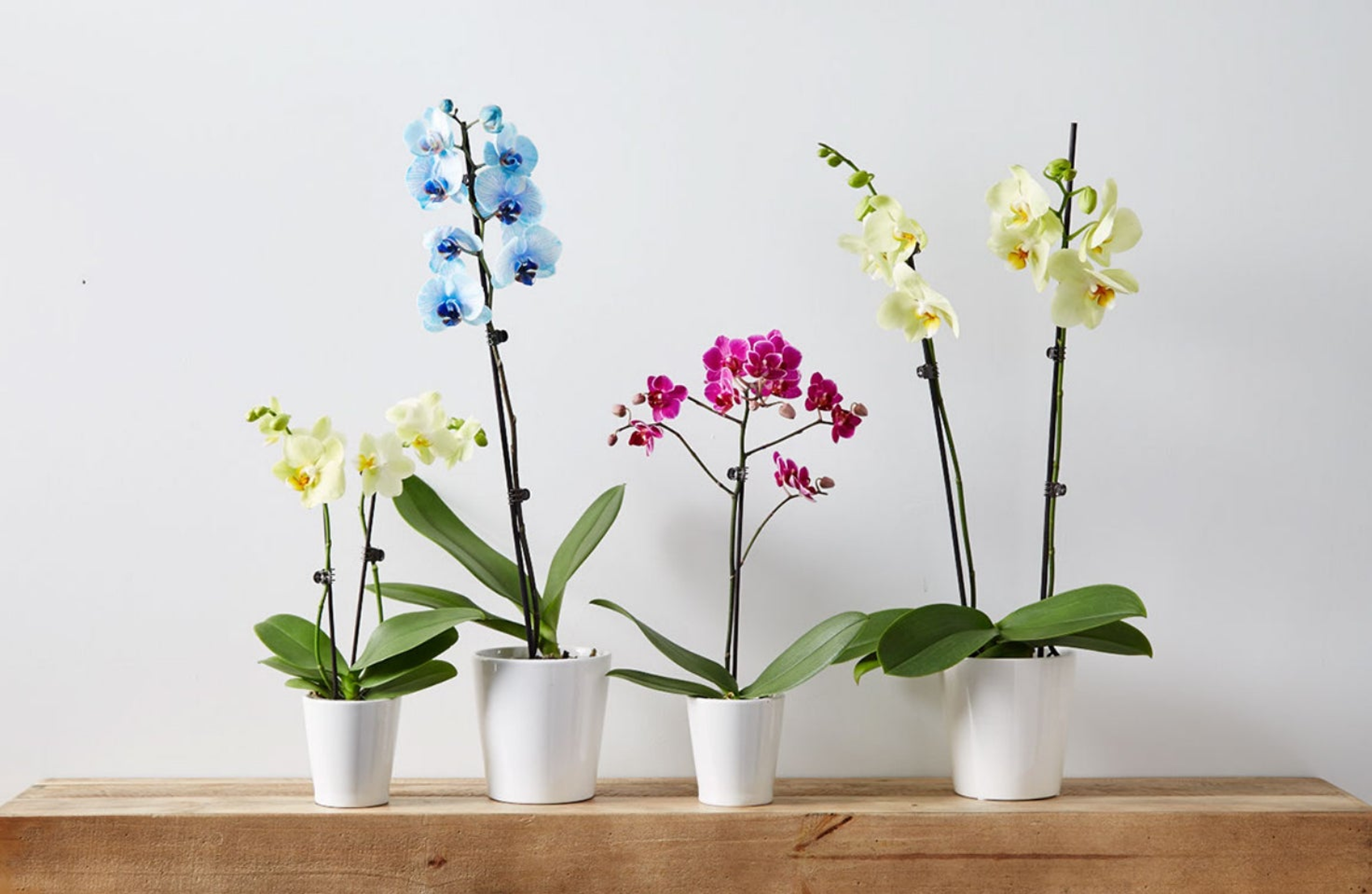 Orchids come in a variety of wonderful, elegant colors. Check out the collection to find your favorite.