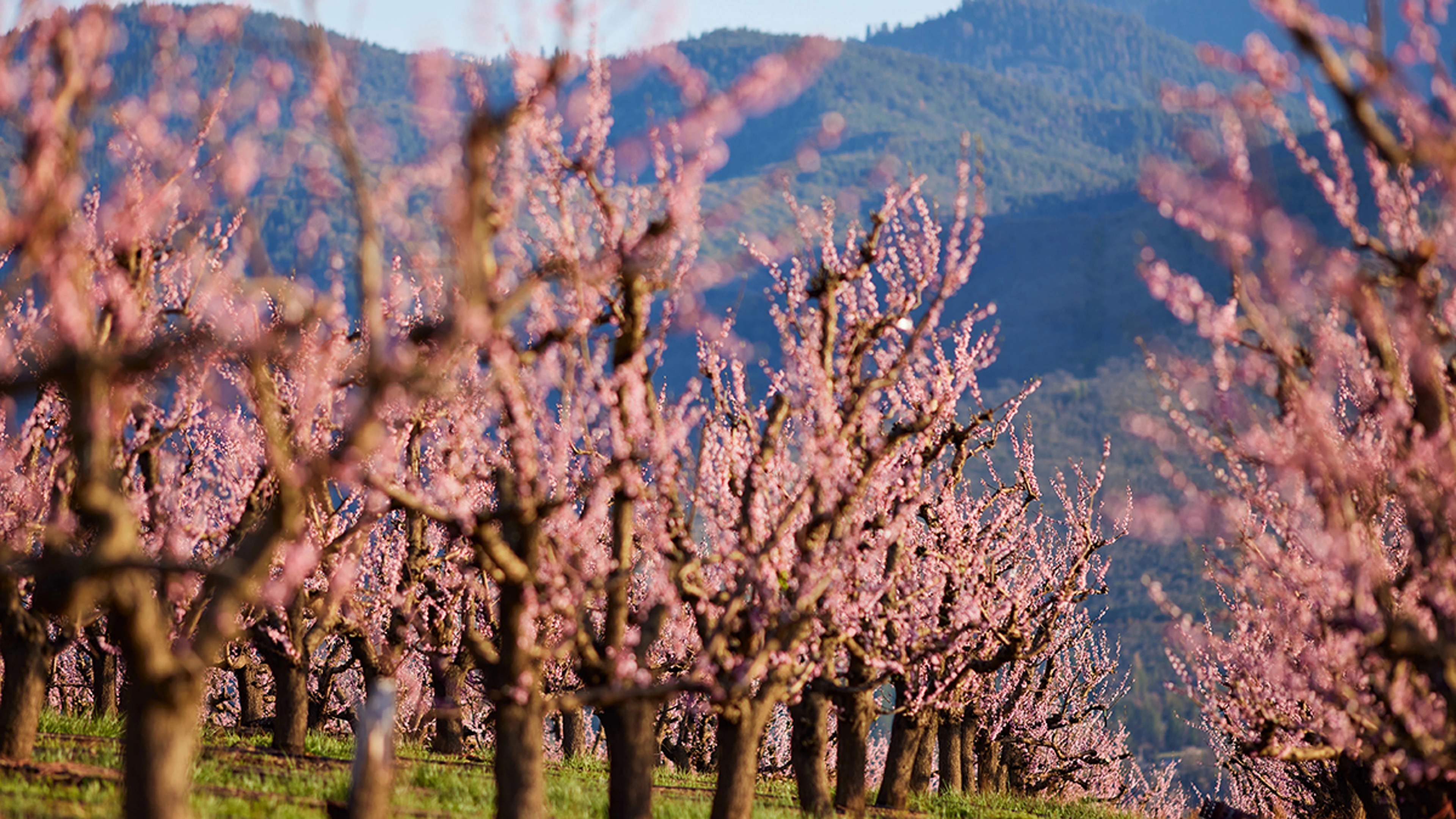 types of peaches orchard blossoms