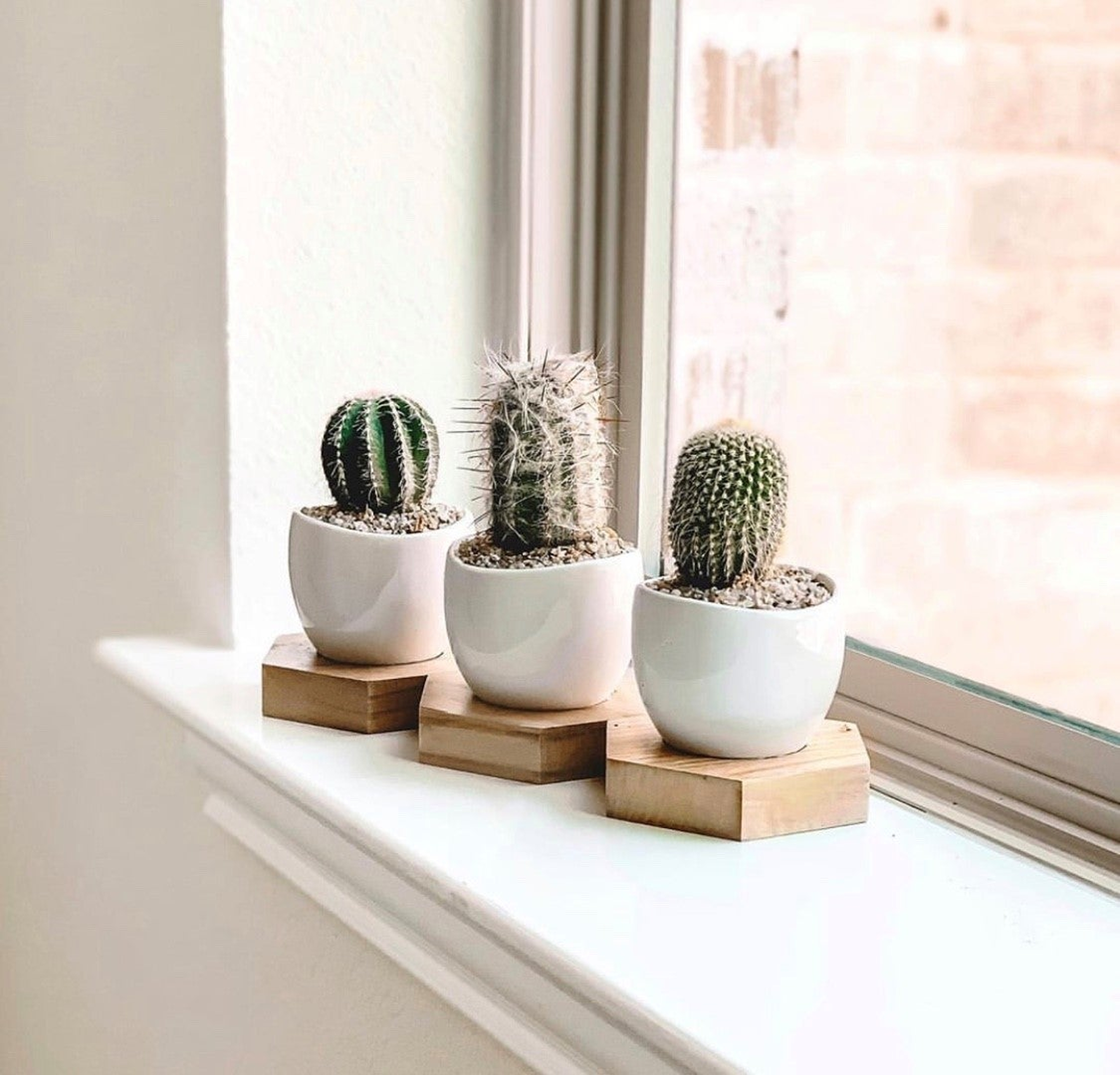 Mini Cacti Tri in white pots on a windowsill