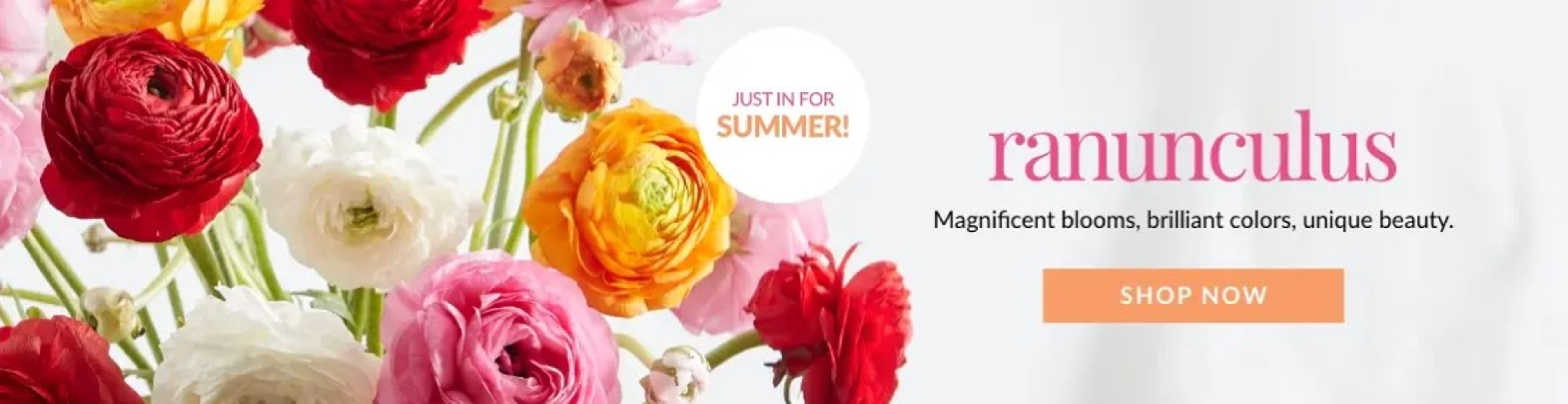 Ranunculus Collection Banner Ad