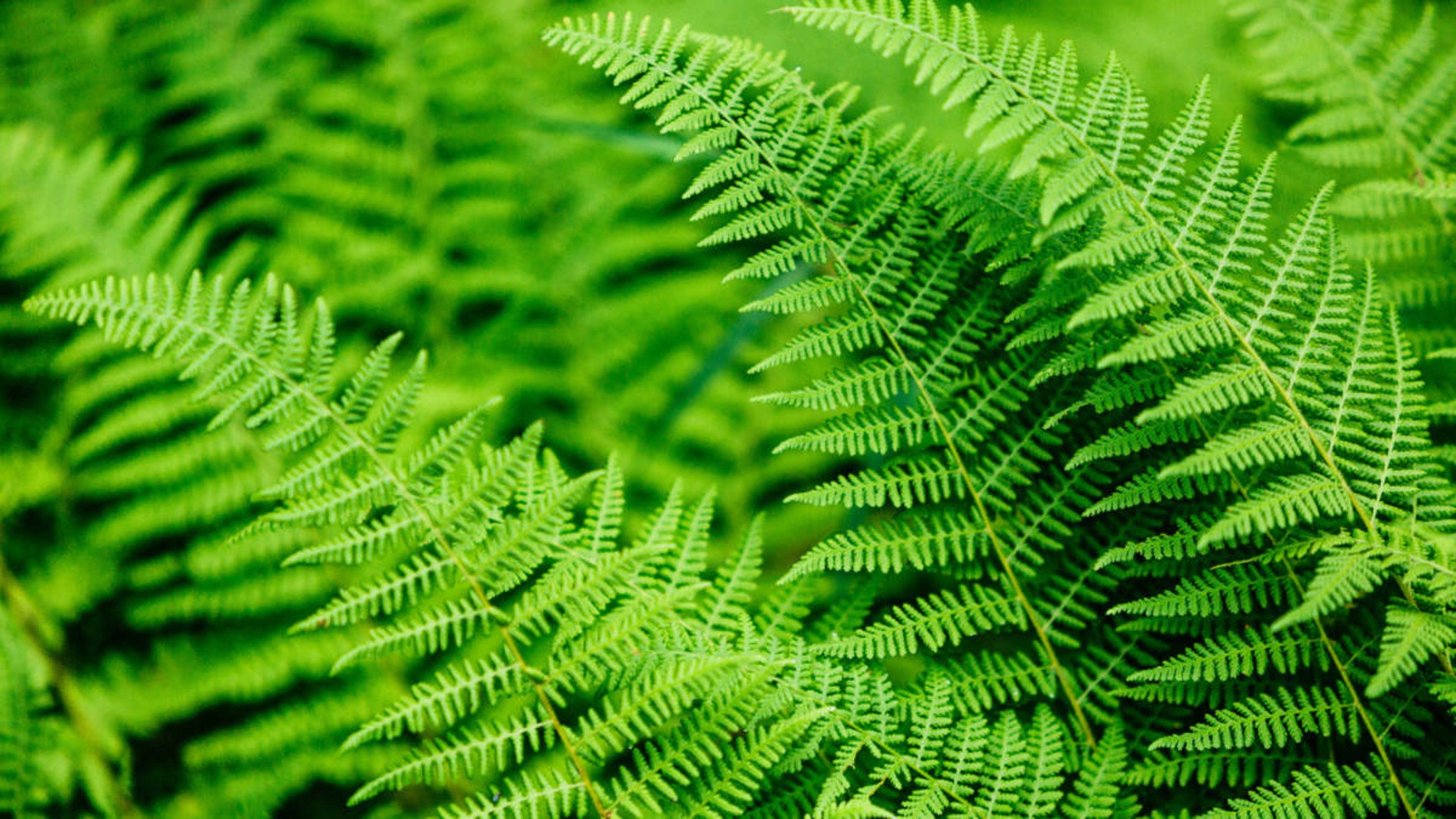 closeup view of a fern plants leafs