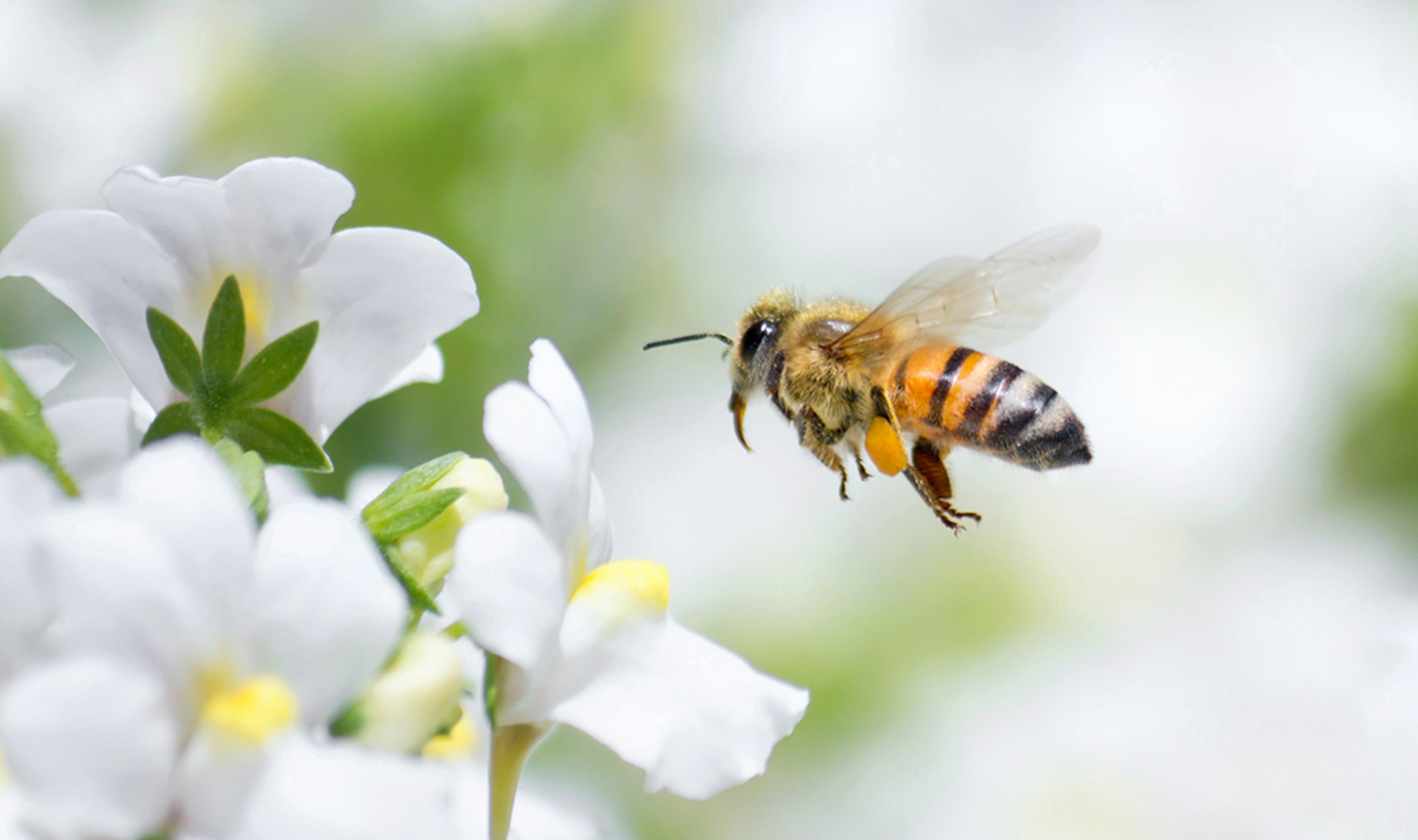 Article Cards Featured Image Honeybee flying to white Nemesia flower