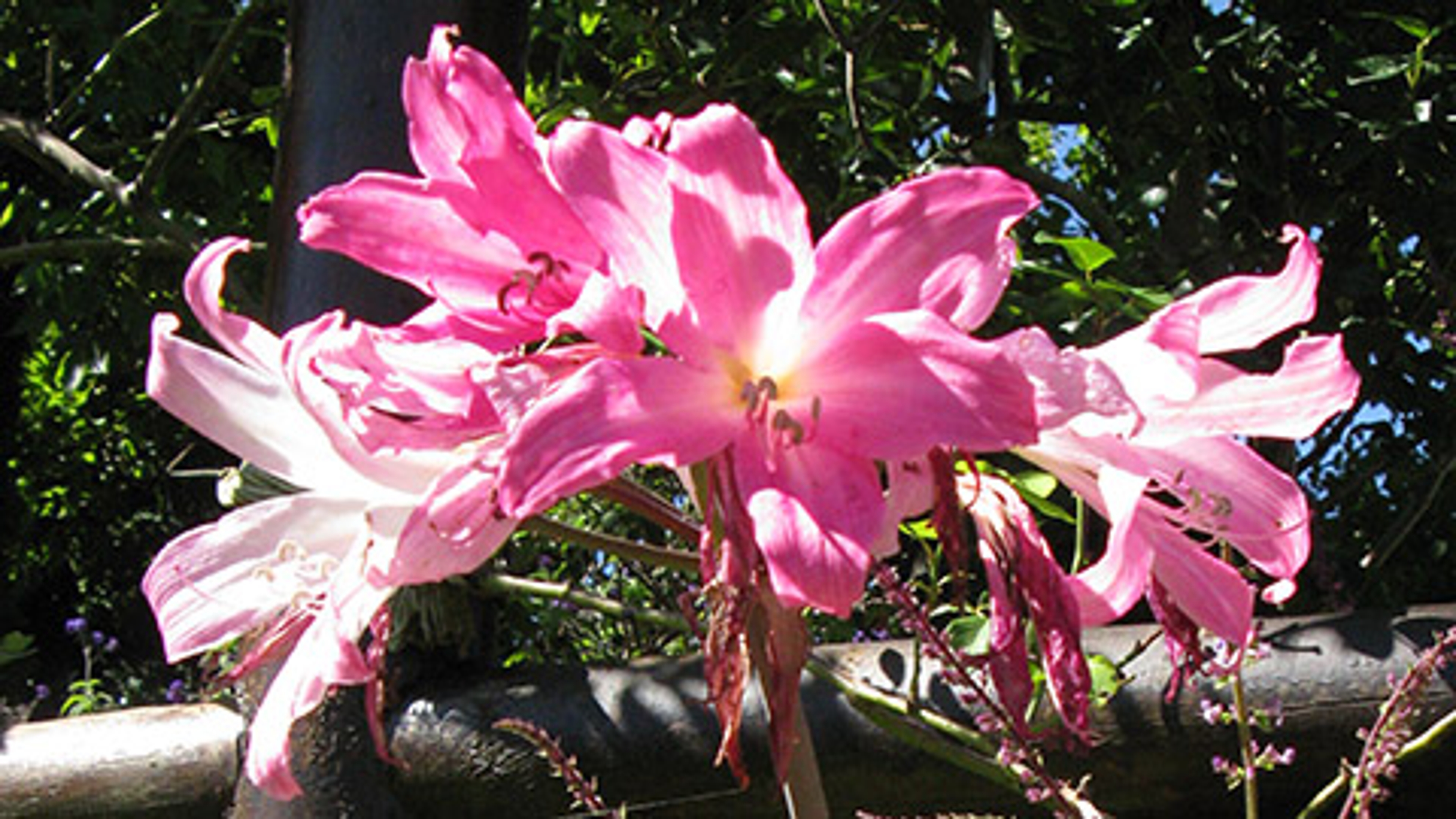 flower meanings amaryllis