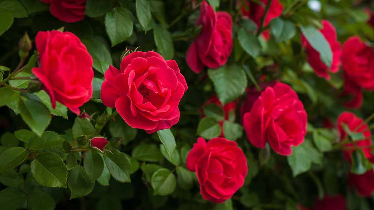 Fun Facts About Roses