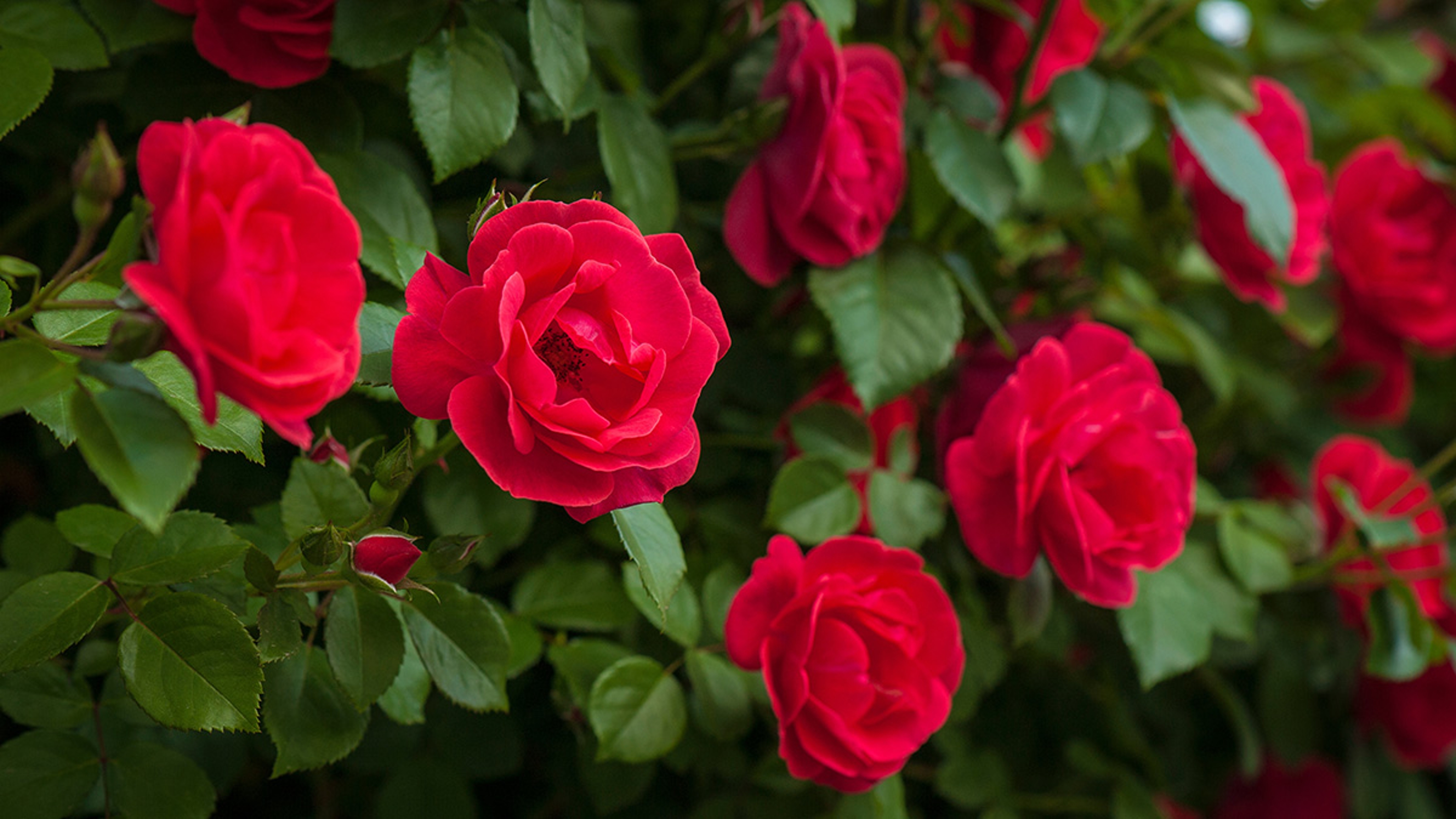 Article Cards Featured Image Close up red roses with buds on a background of a green bush. Bu