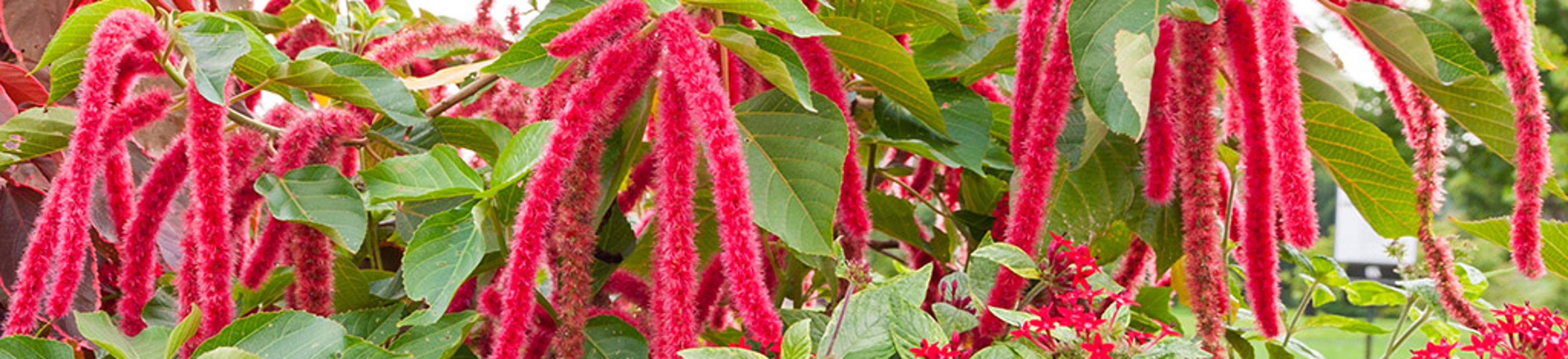 Amaranthus Caudatus flowers, known as Love Lies Bleeding.
