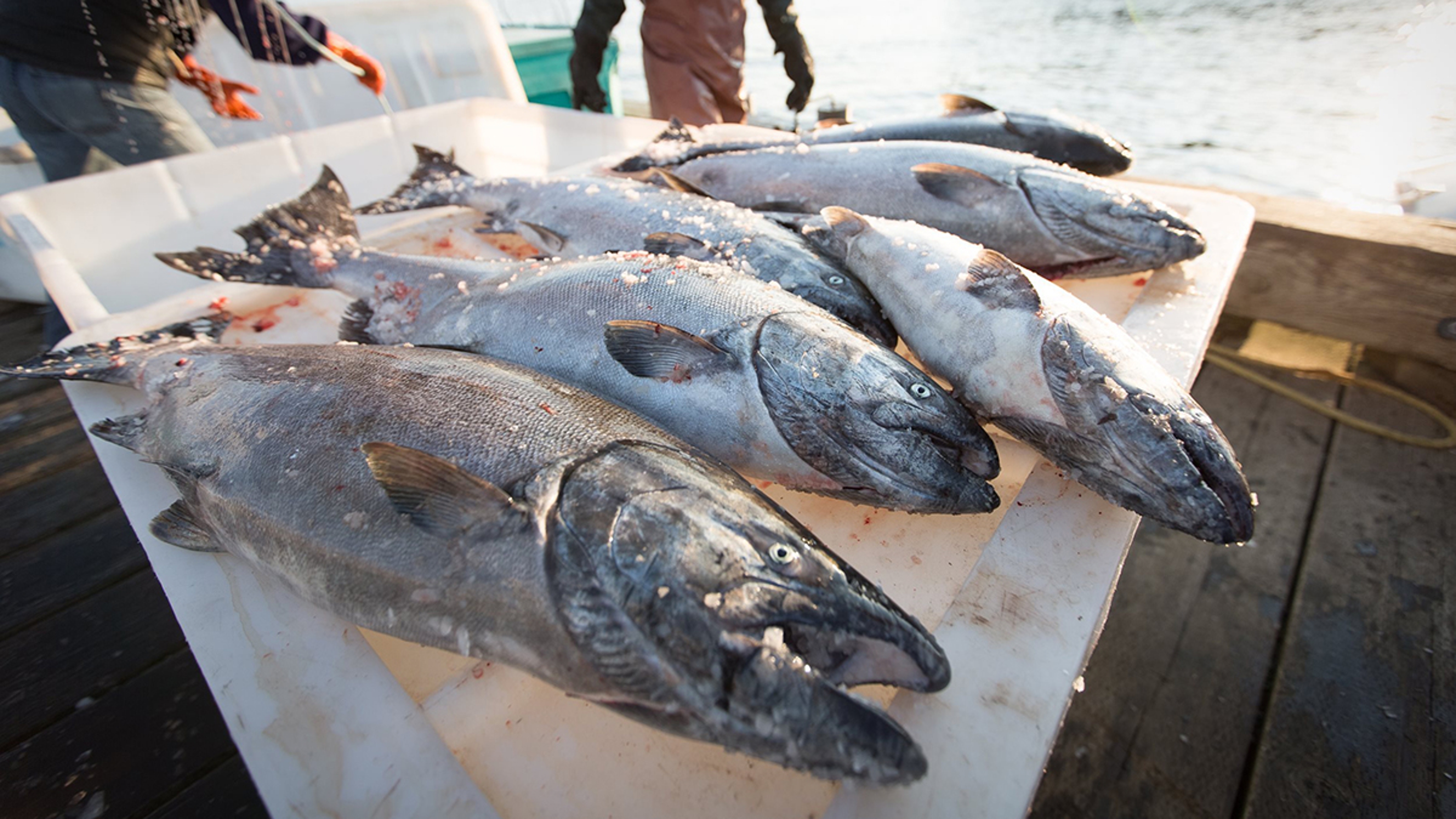 copper river salmon forecast salmon on a boat