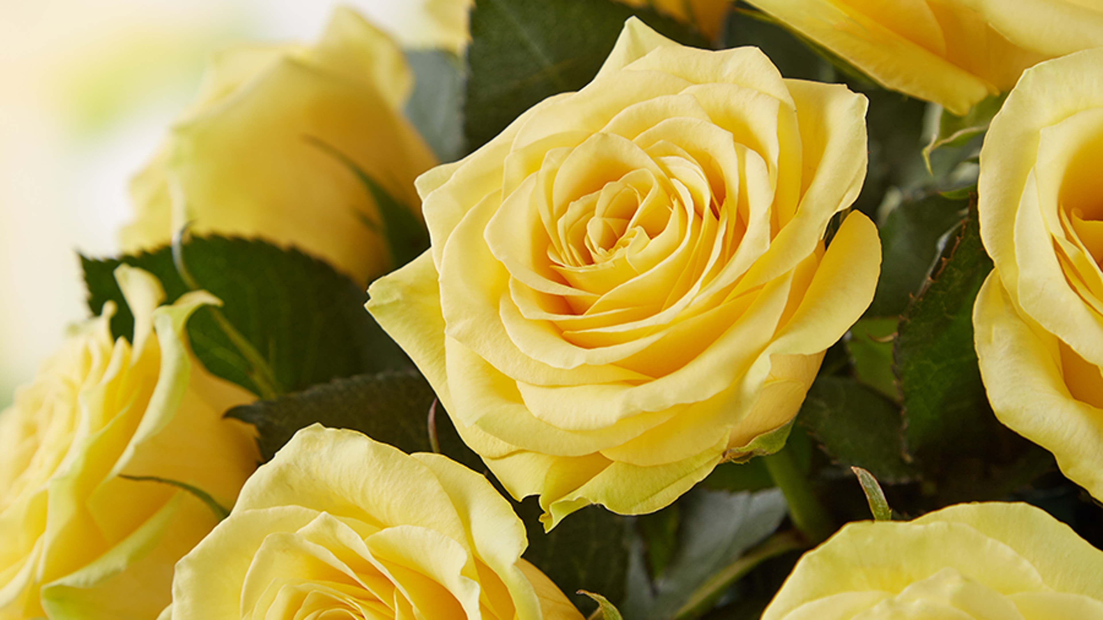 photo of wedding anniversary flowers with yellow roses
