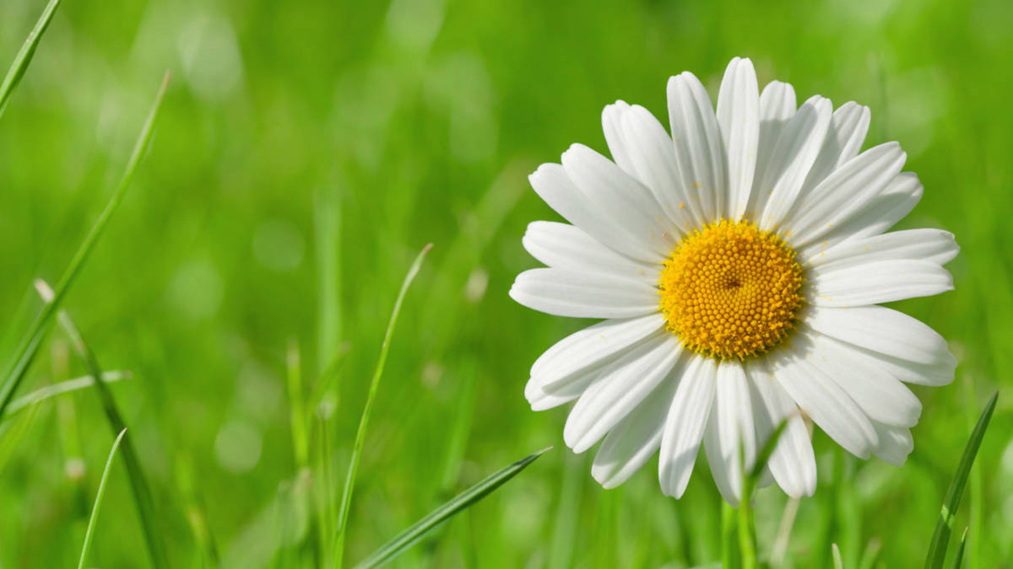 april birth flowers daisy