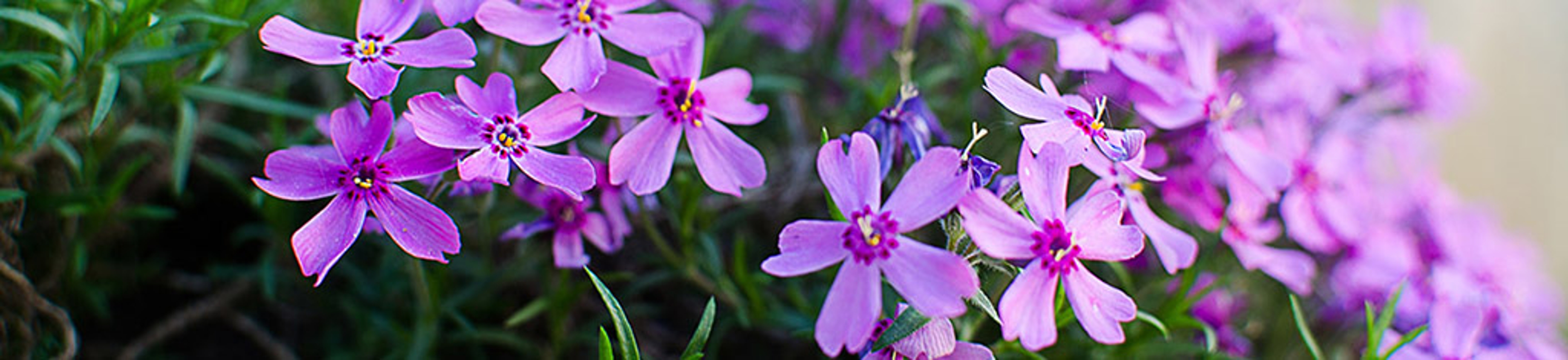 Little flowers blooming phlox pink with a soft color