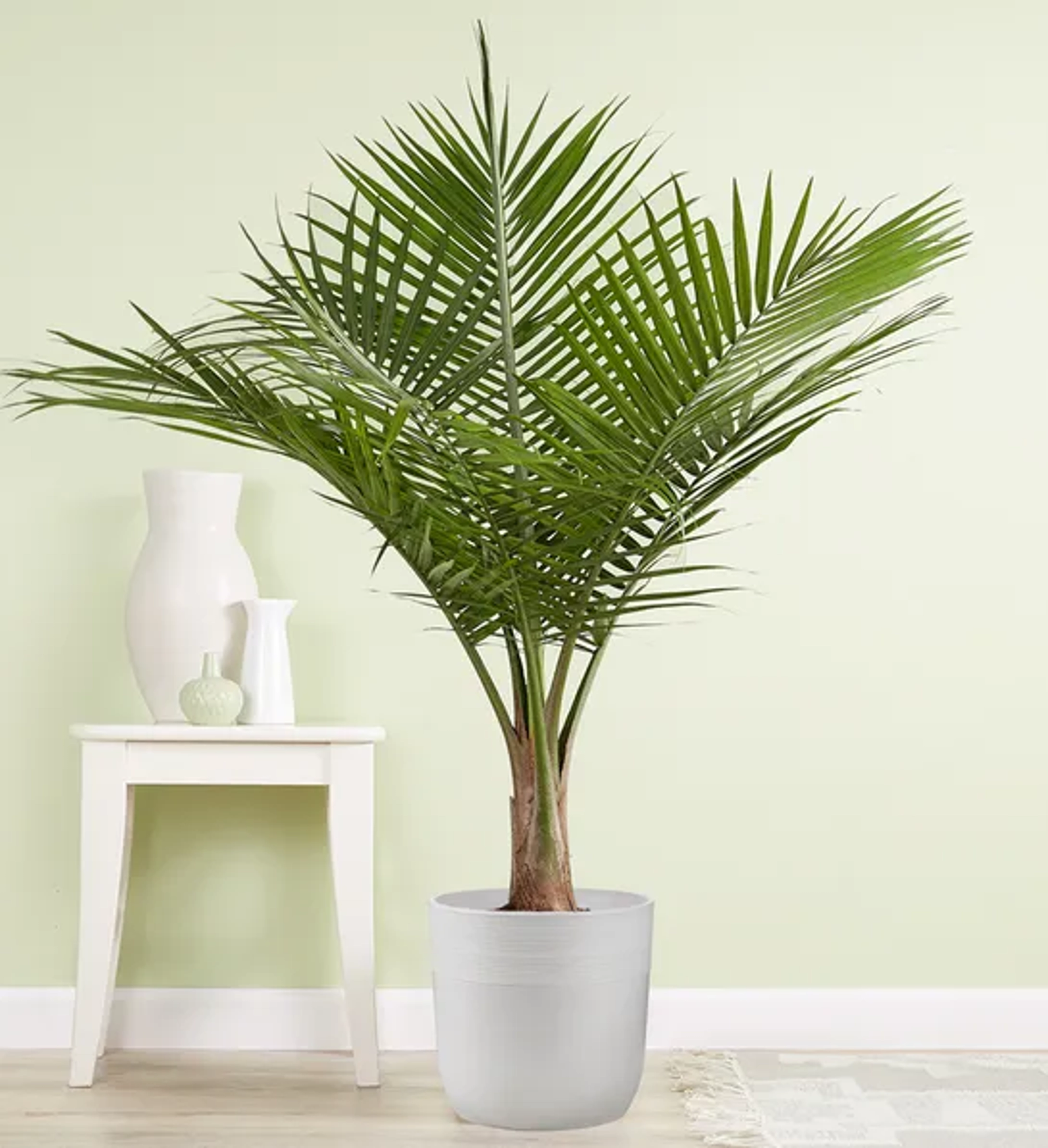 Majesty Palm Floor Plant