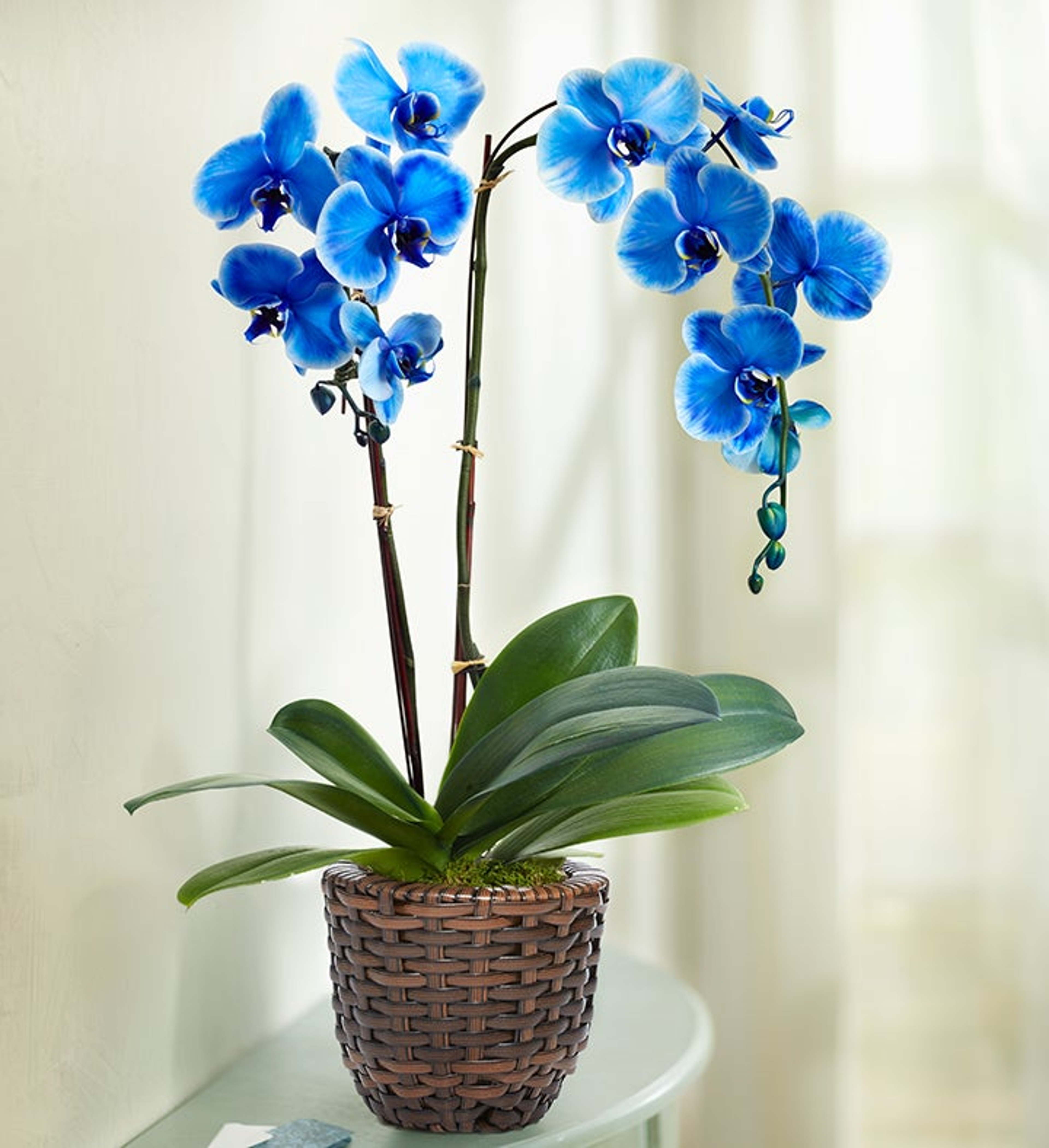 Beautiful Blue Phalaenopsis Orchid in a whicker pot