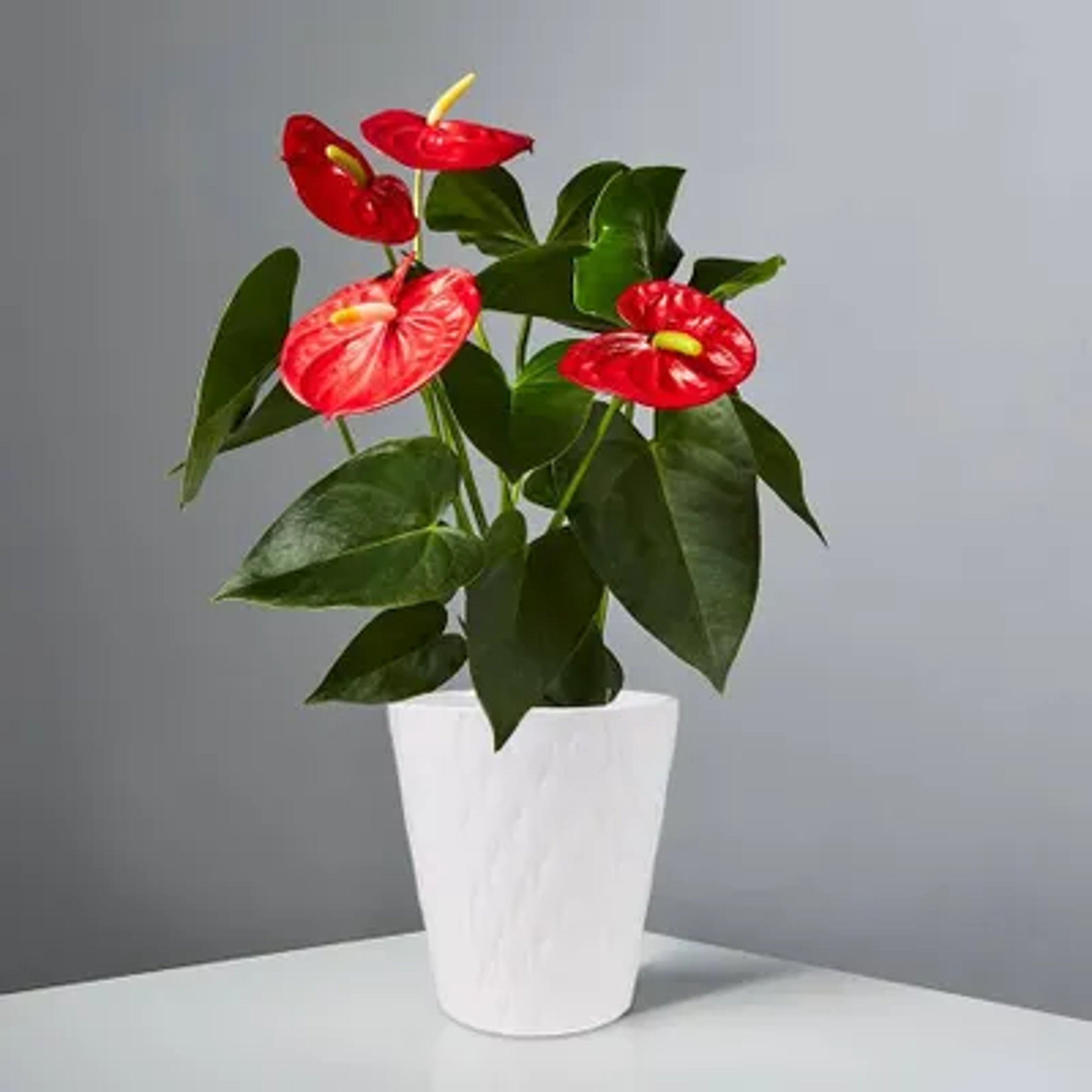 Red Anthurium Plant