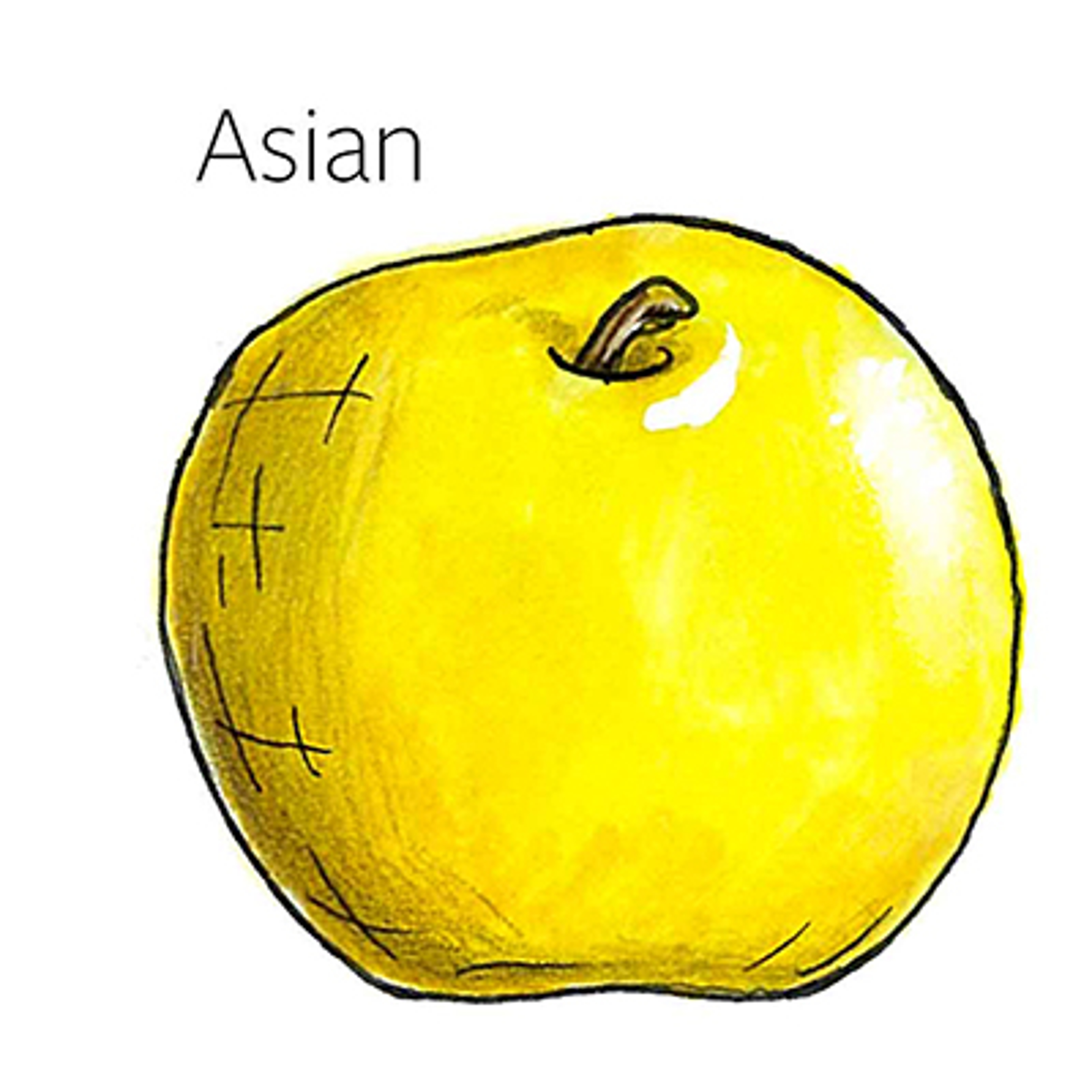 types of pears Asian