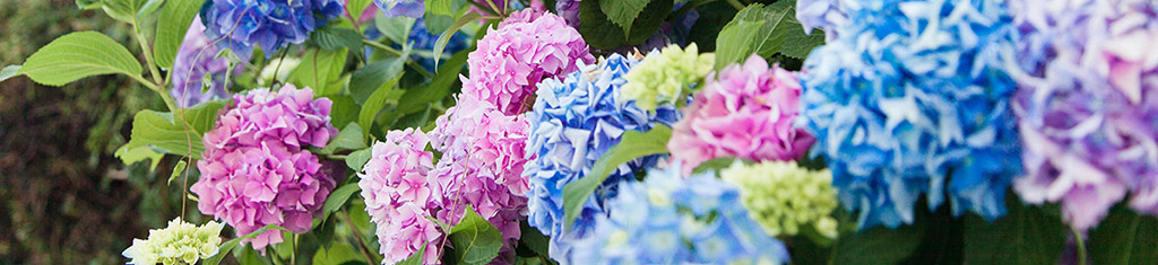 Hydrangea flowers garden. Pink, blue, lilac, violet, purple bushes blossom in spring and summer in garden at sunset.