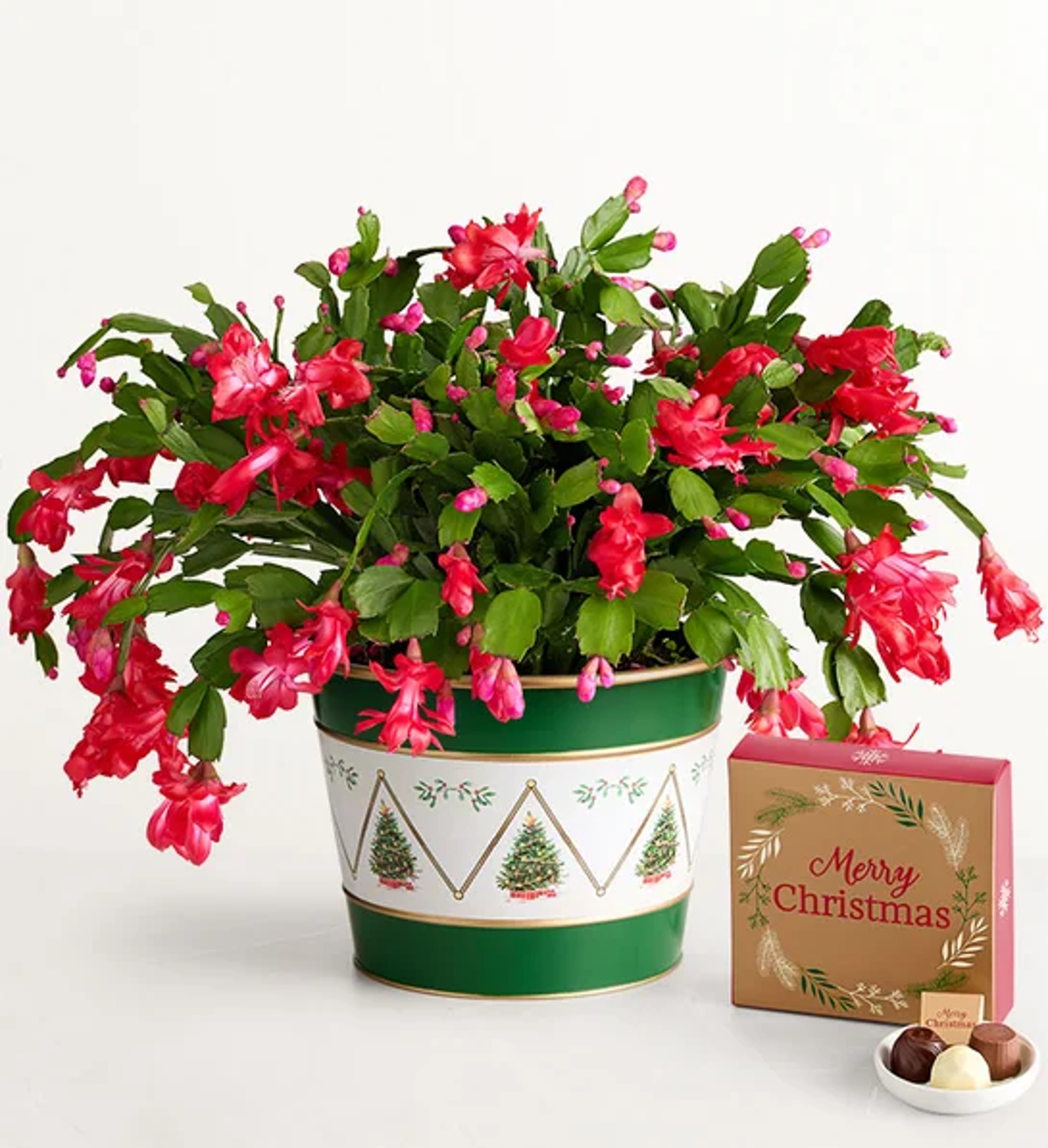 trending christmas flowers and wreaths Christmas Cactus