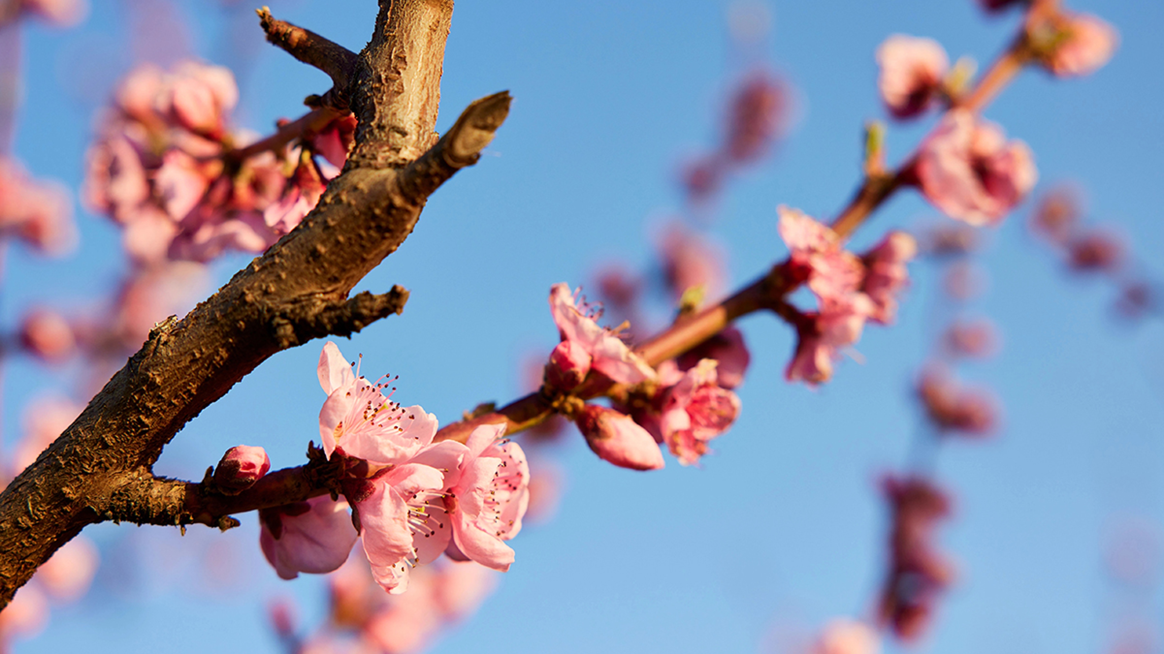 Pink spring blossoms on a tree.