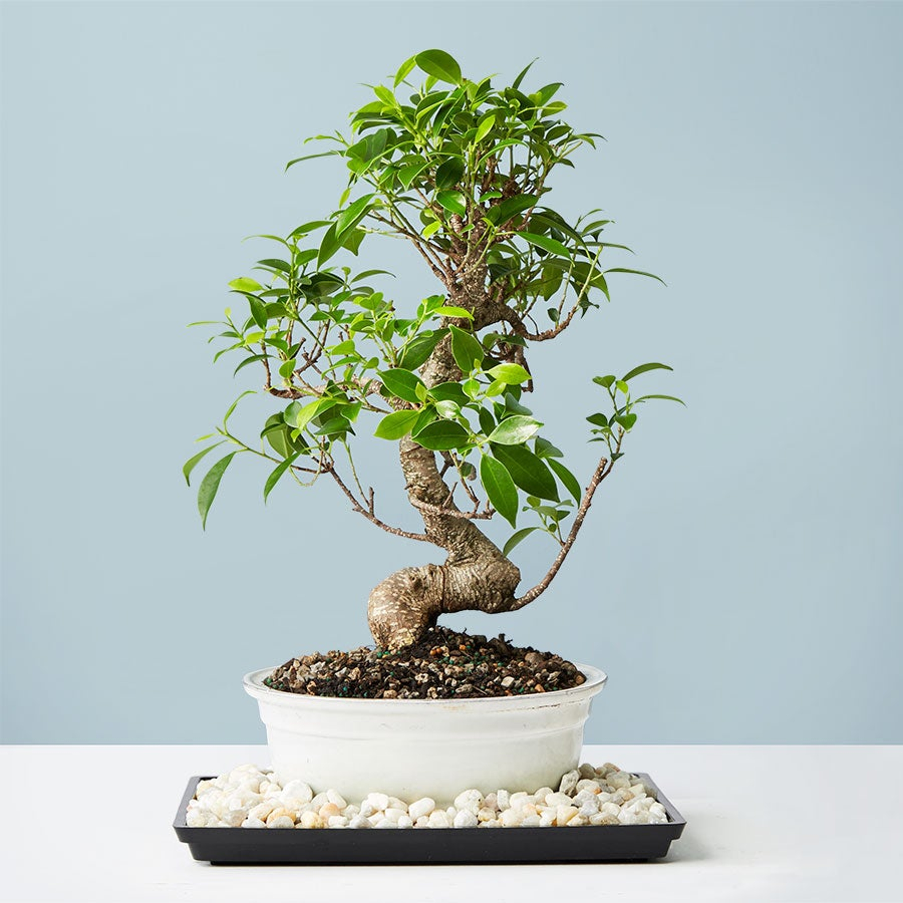 Golden Gate Ficus Bonsai