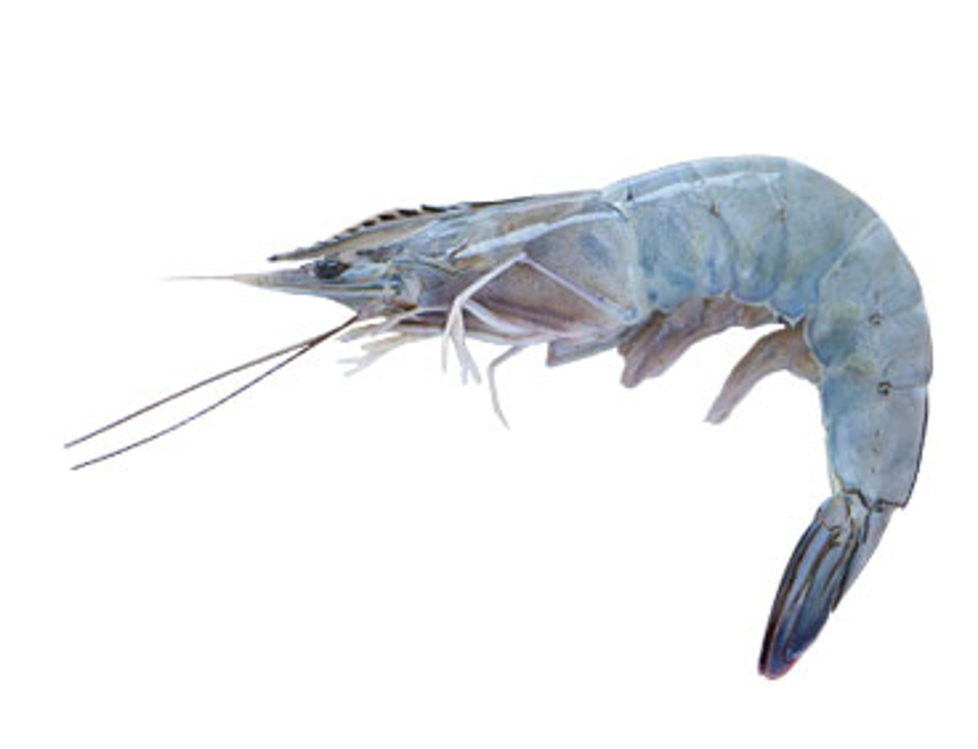 Raw shrimp with white background.