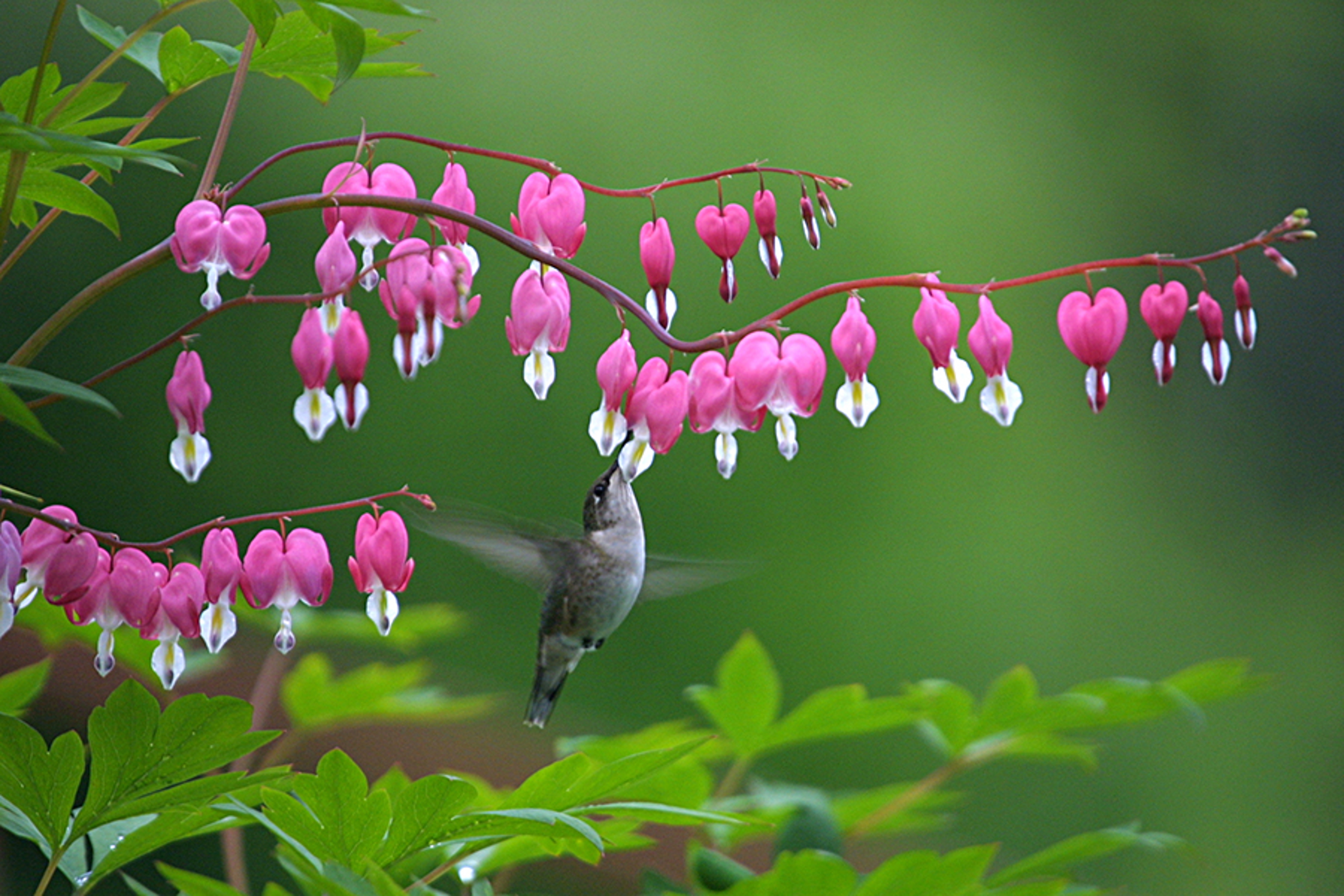 Article Cards Featured Image Hummingbird Feeding at Bleeding Heart Bloom