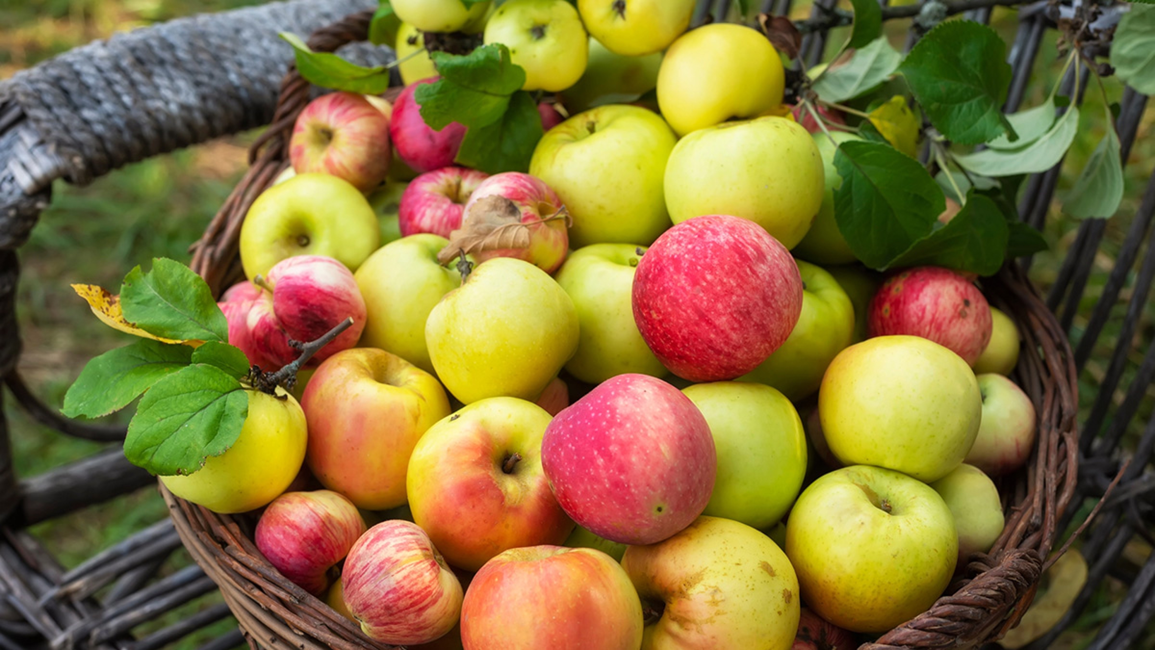 Basket of different types of apples in an orchard.