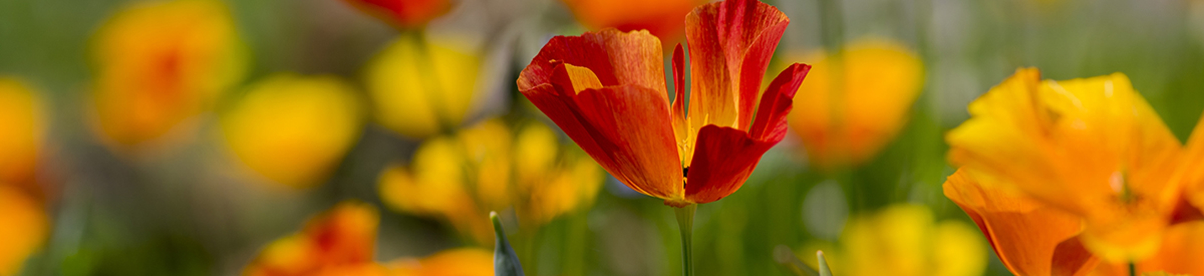 Eschscholzia californica cup of gold flowers in bloom, californian field, ornamental wild plants on a meadow