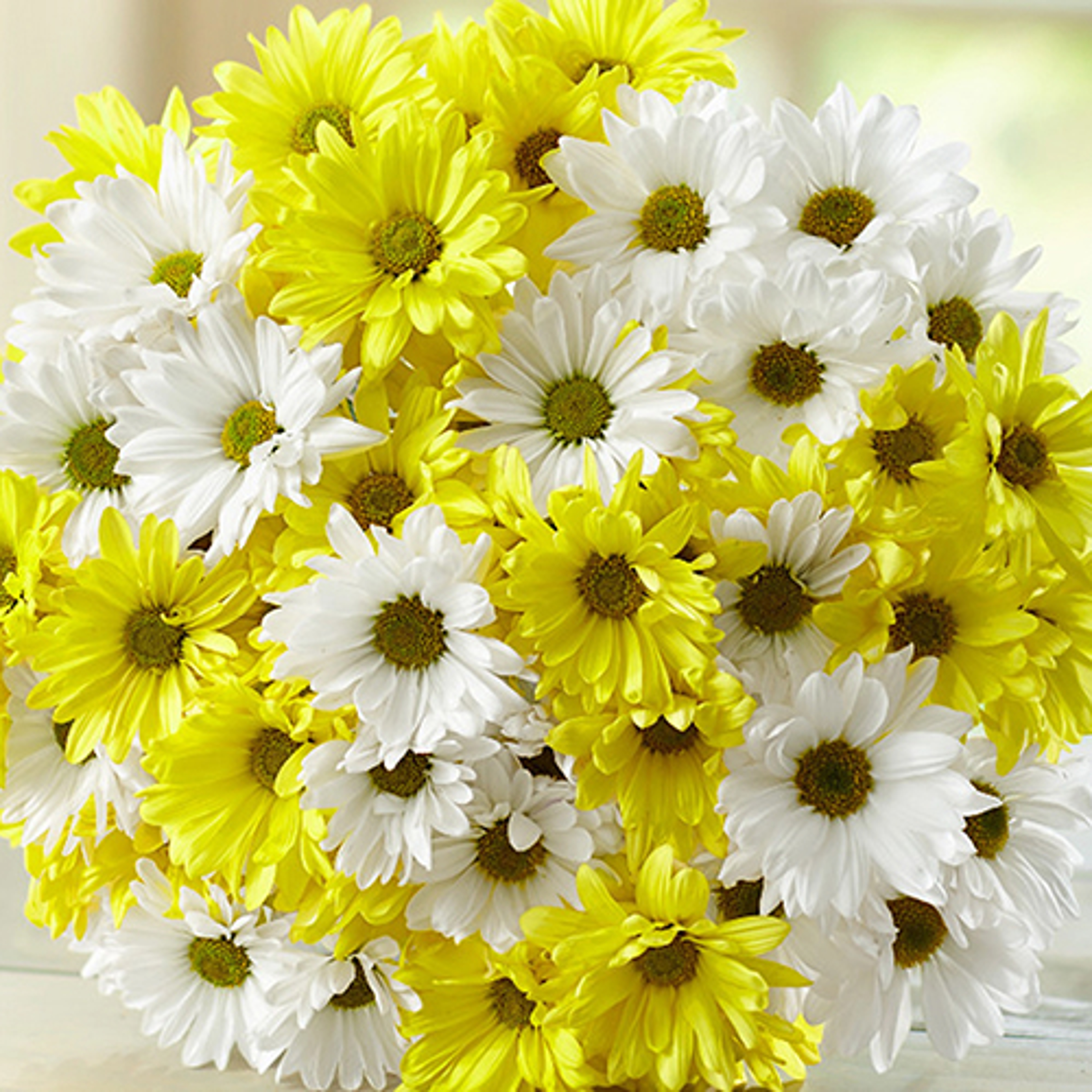 birth flowers daisies crop