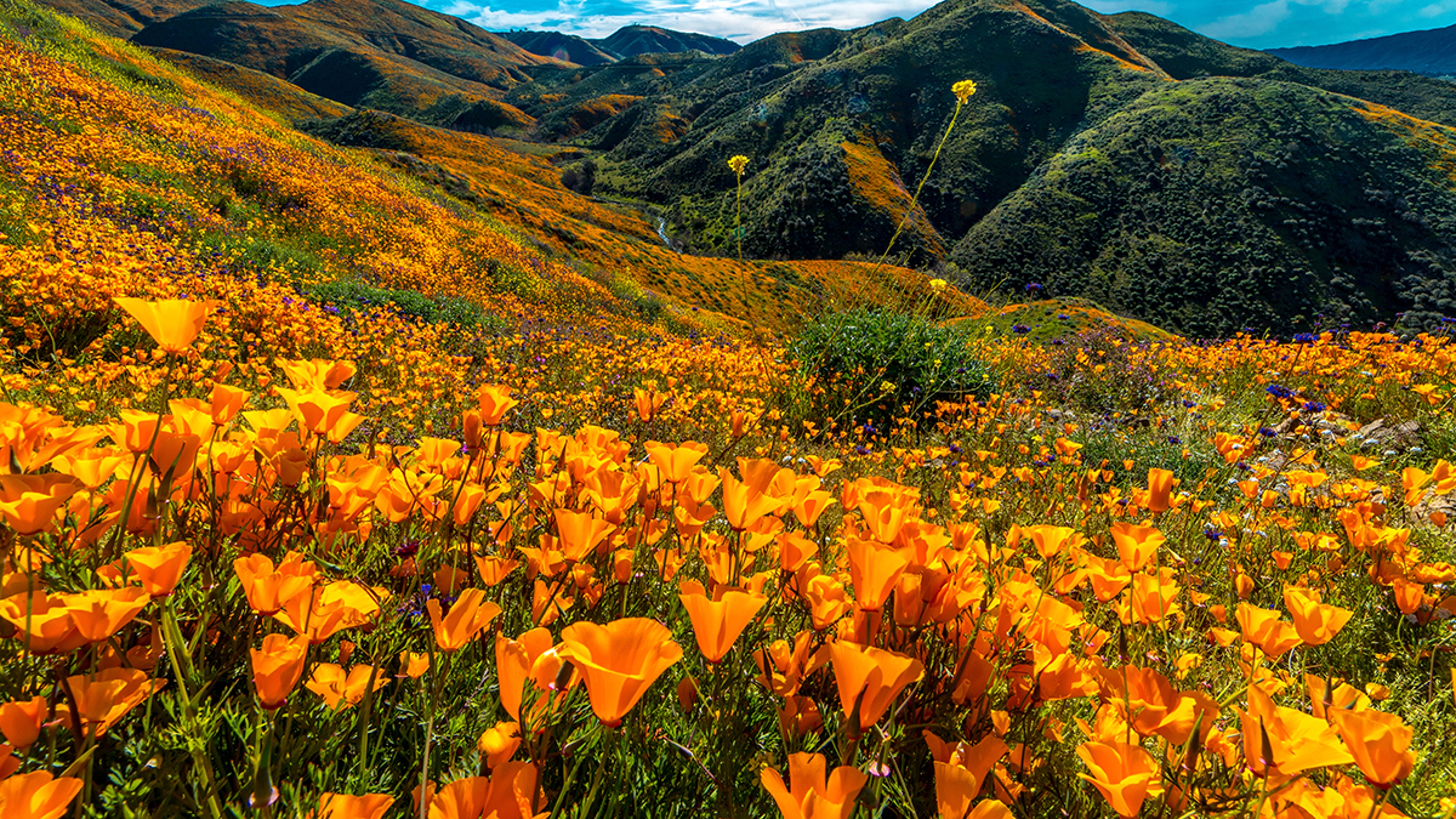 a photo of see flowers with poppies in california