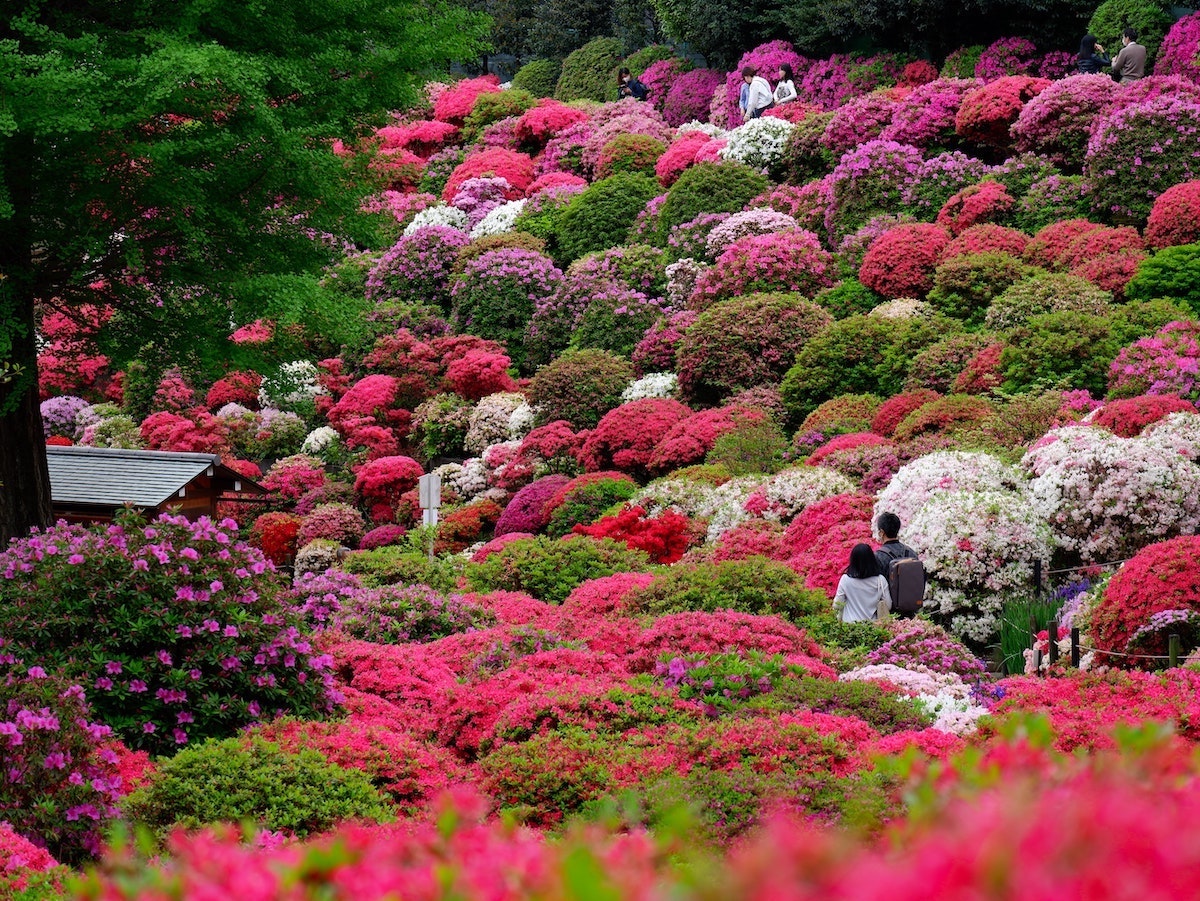 Chinese flowers discount