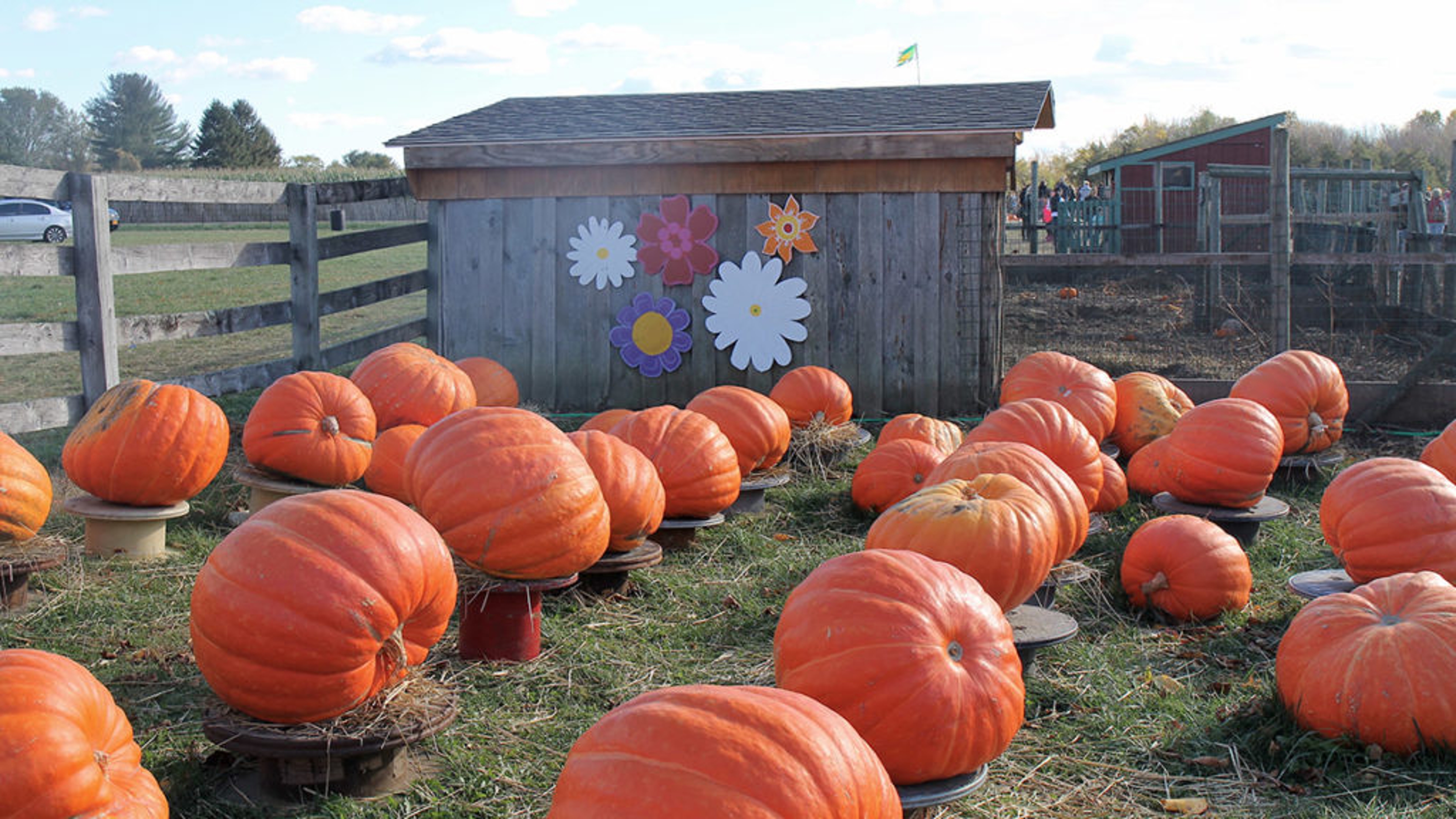 why people love fall pumpkin patch