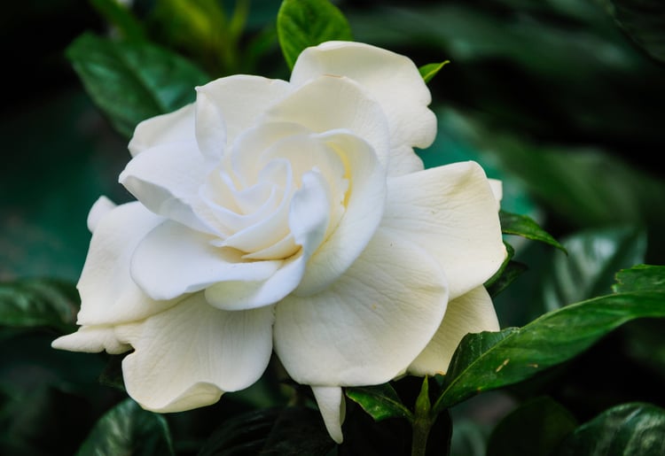 Gardenia Facts Meaning And Care Petal Talk Gardenia Facts Meaning And Care Petal Talk