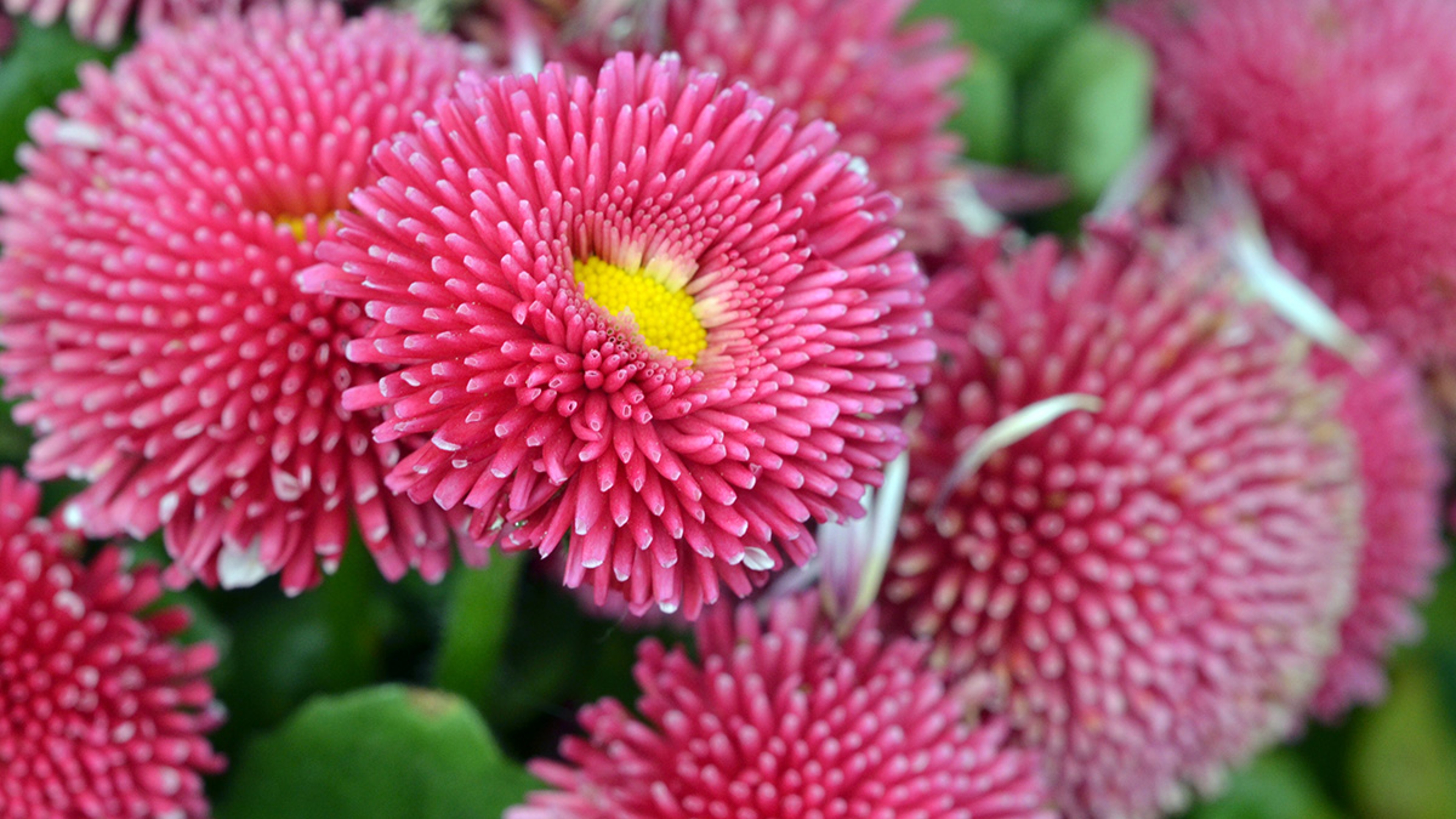 English daisy. Closeup. Macro