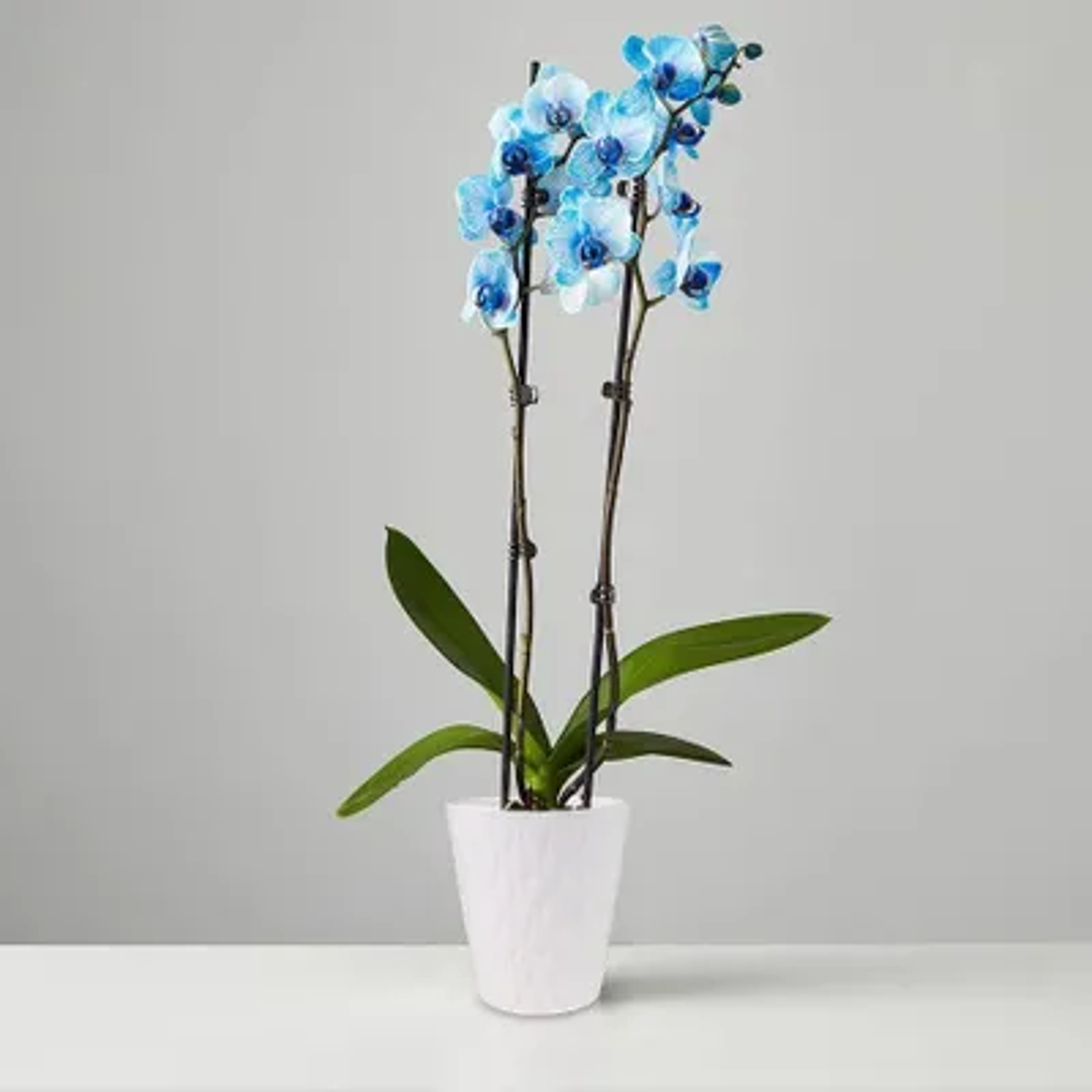 Large Phalaenopsis Orchid: Blue