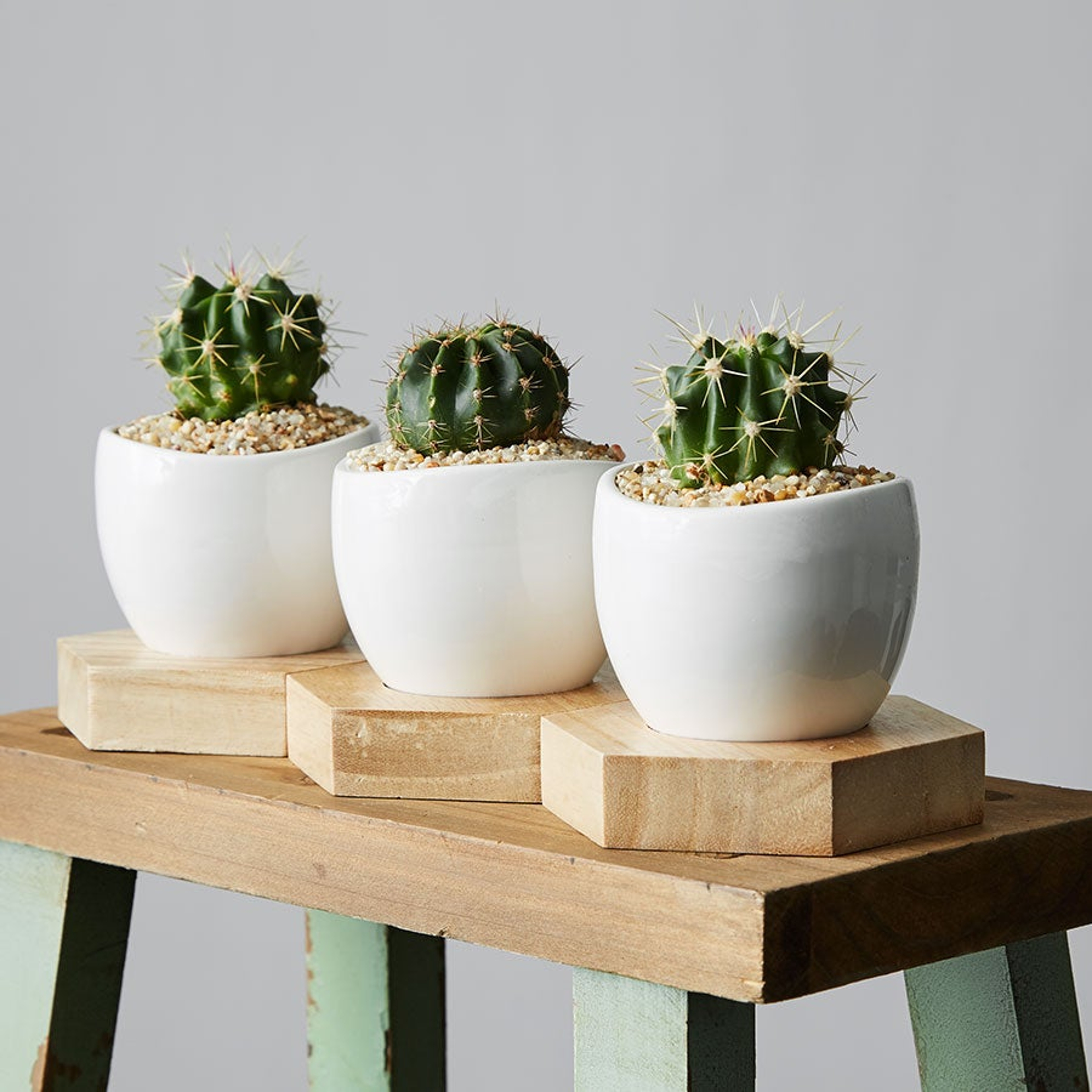 Mini cactus trio set in white pots