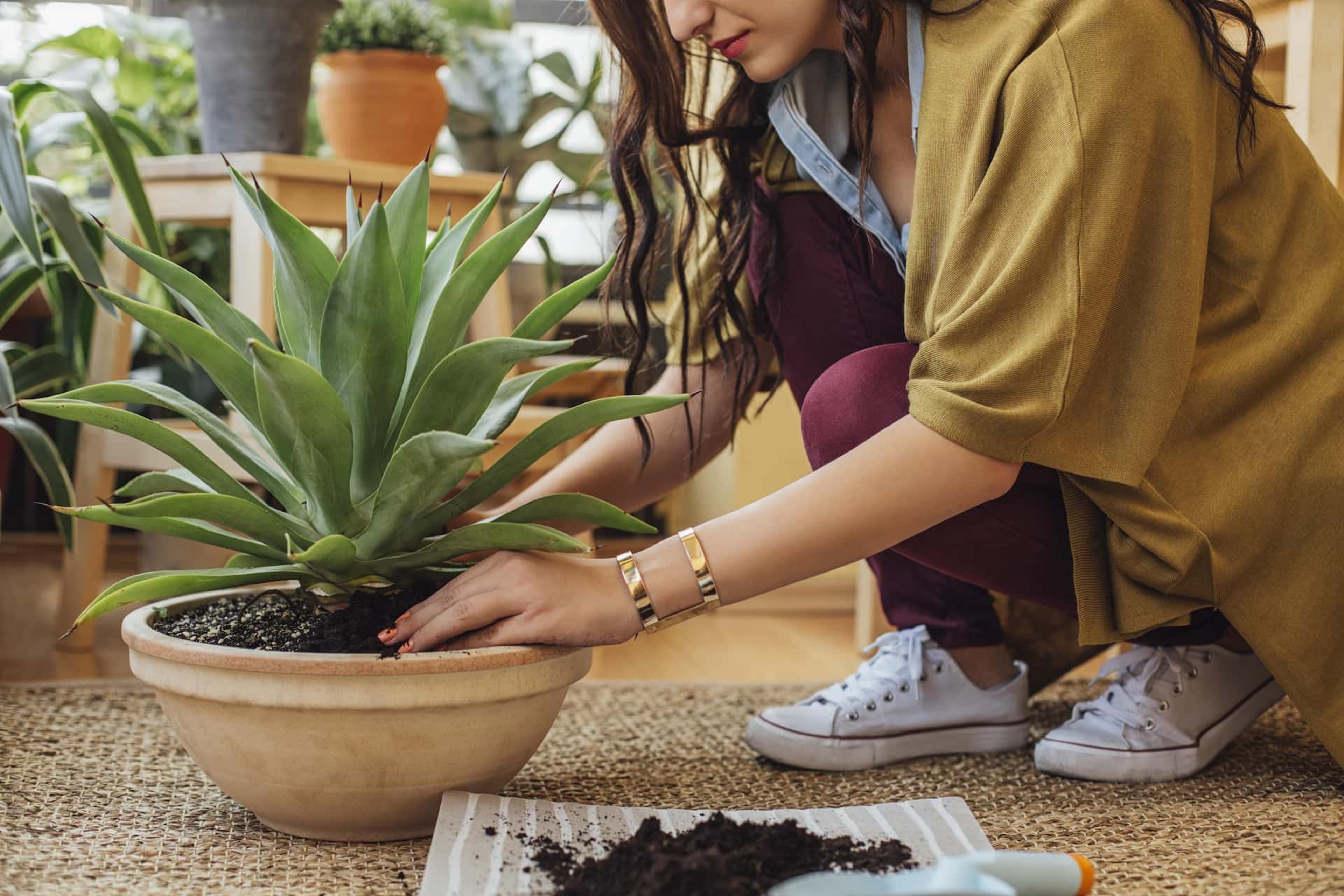 Article Cards Featured Image woman potting aloe plant in pot