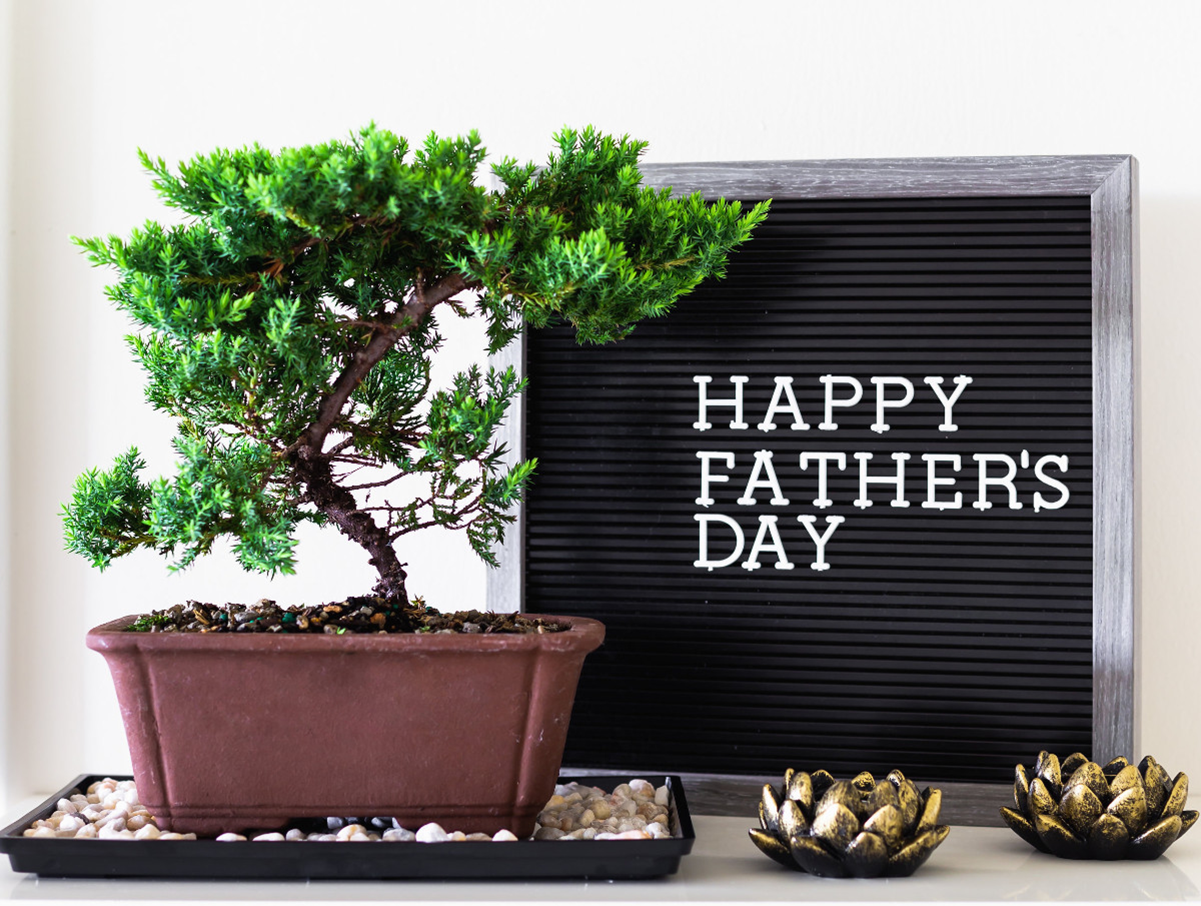 Article Cards Featured Image Father's Day green plant