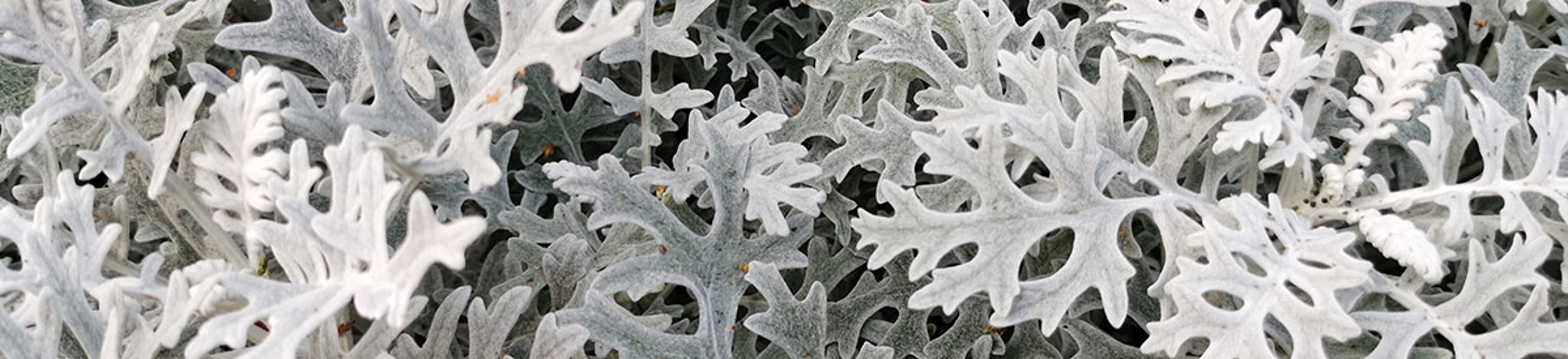 Dusty millers, a popular flower type pictured here, are known for their lacy silver gray foliage.