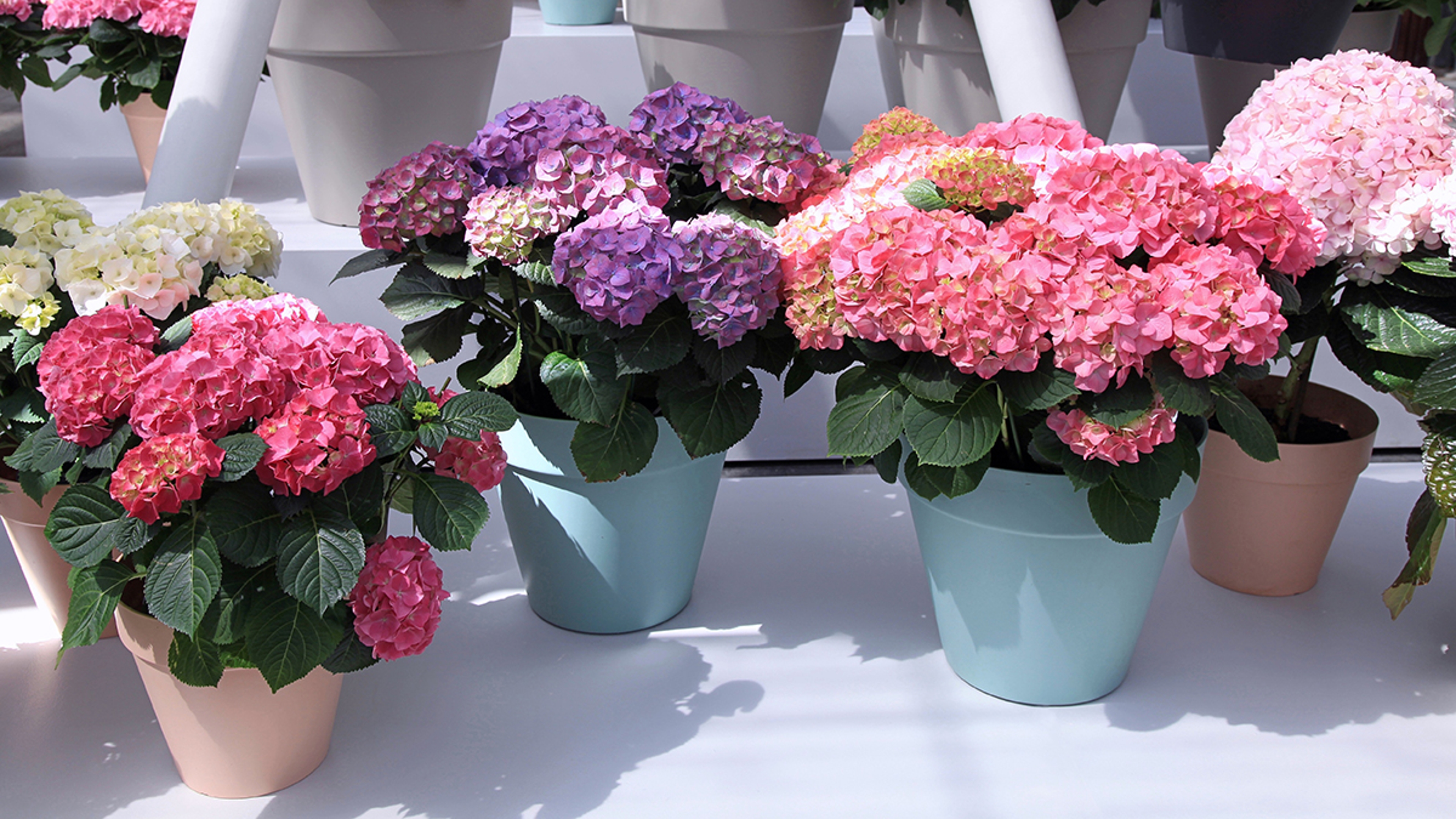 Multicolored Hydrangea hortensia flowers in pots, Keukenhof Park, Holland.