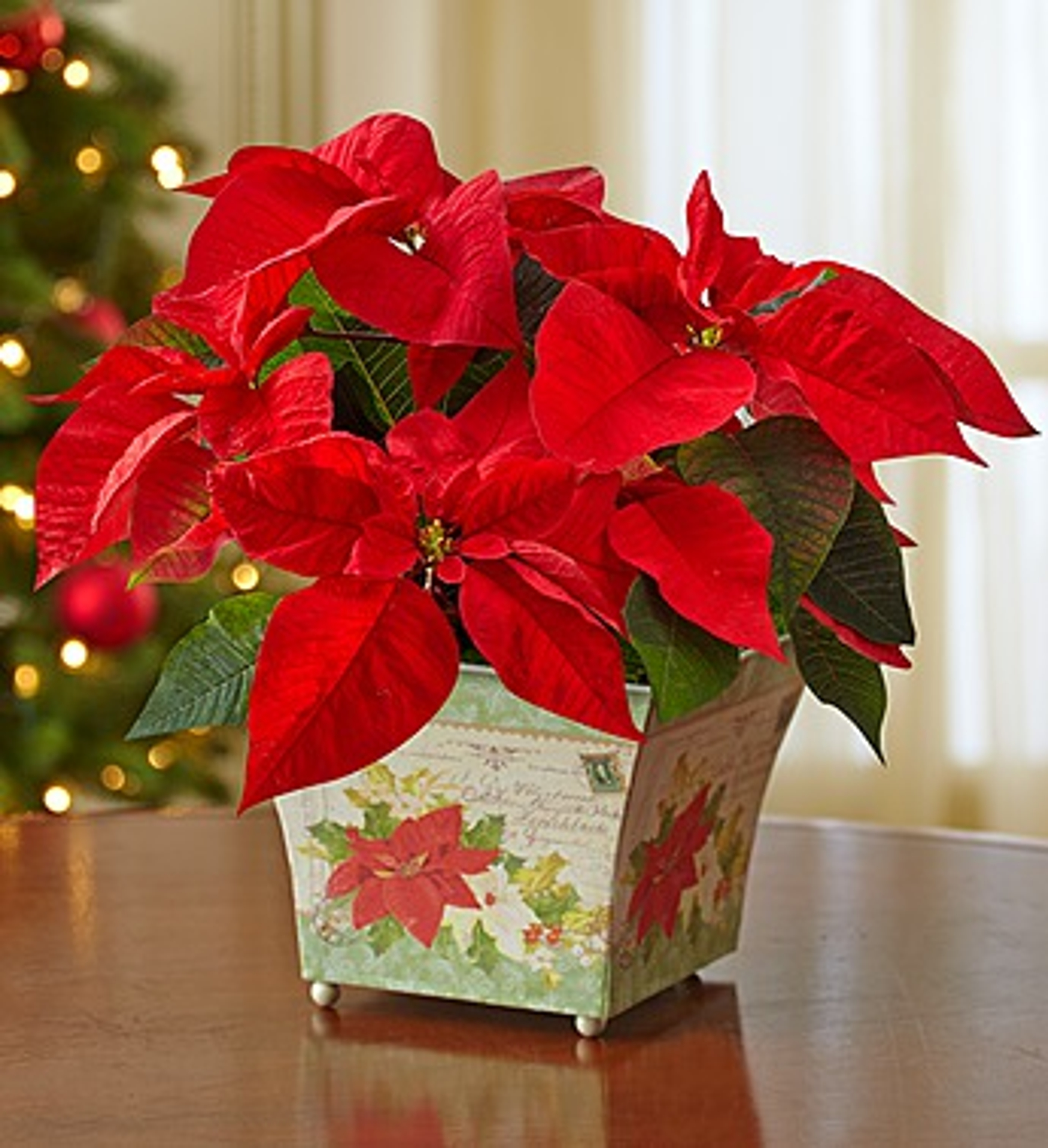 Caring for Winter Plants Holiday traditions poinsettia