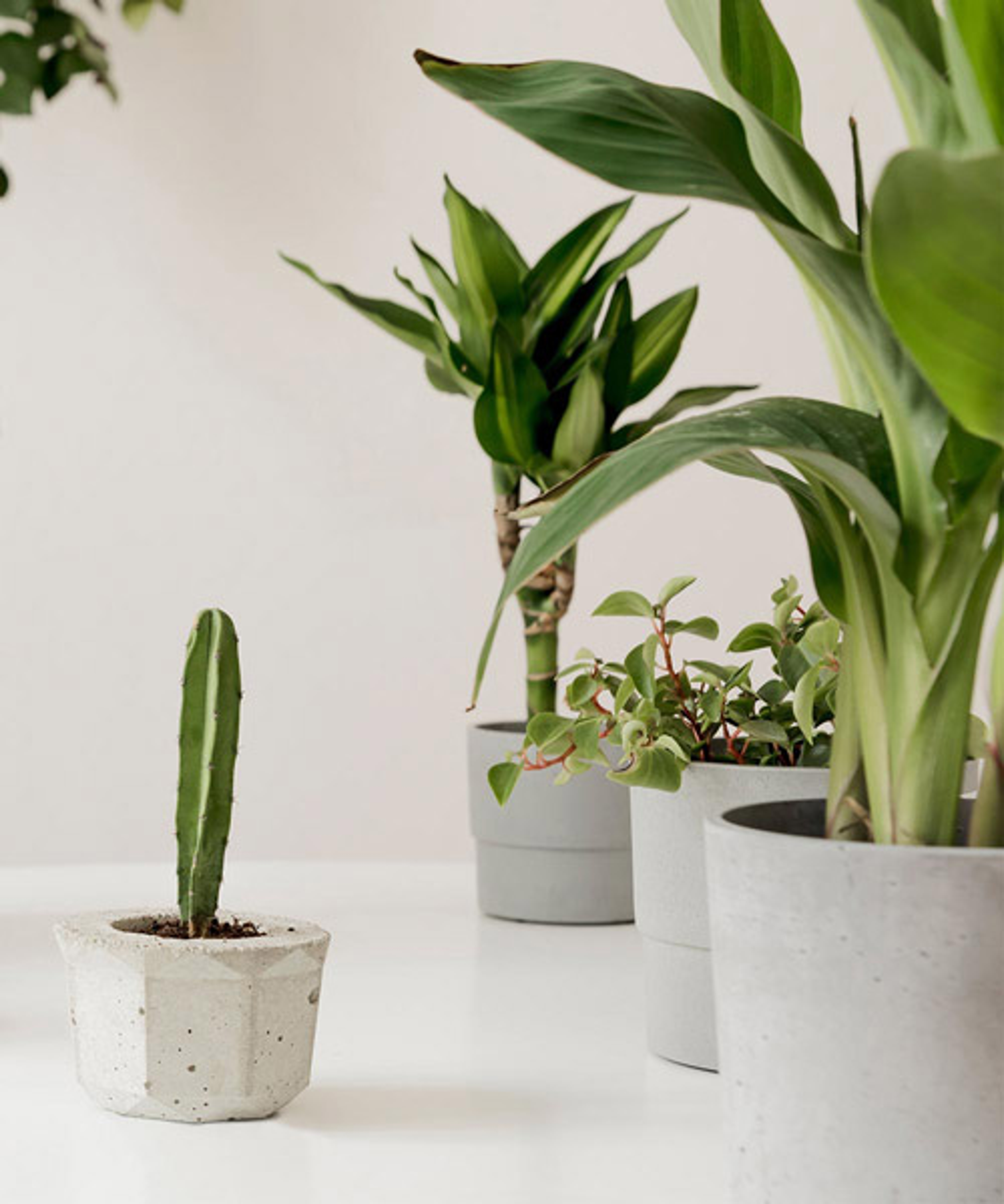 The Plant Corner