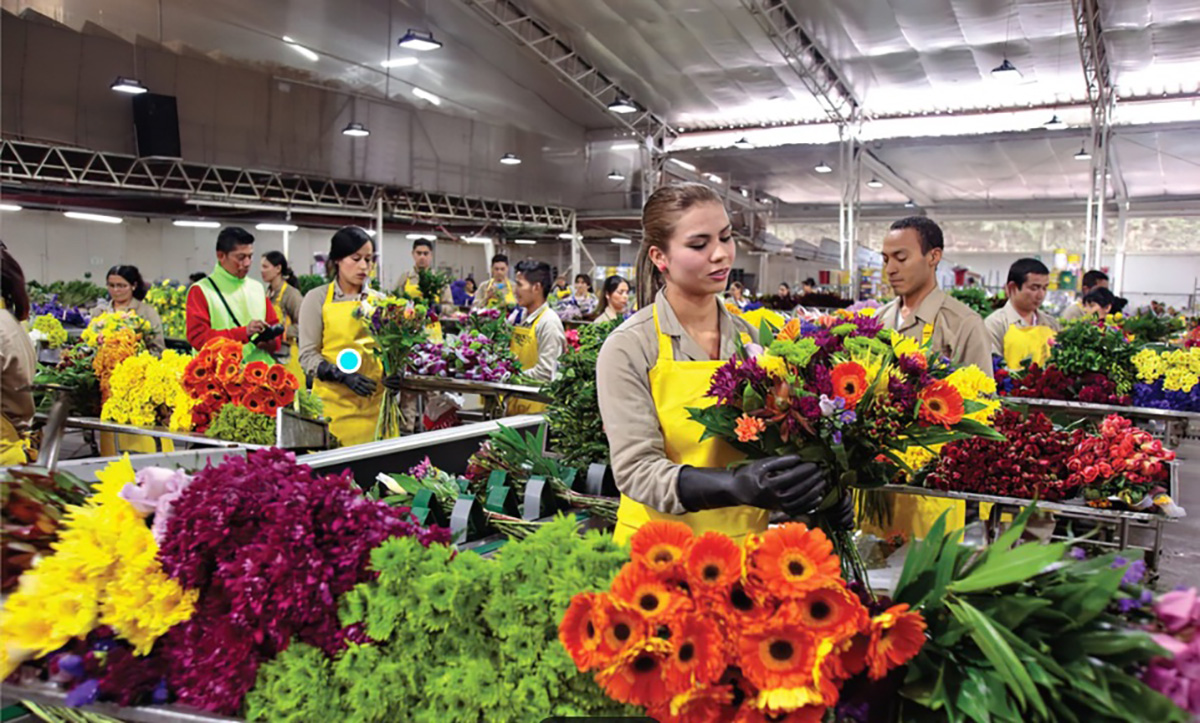 perfect flower post harvest room QA