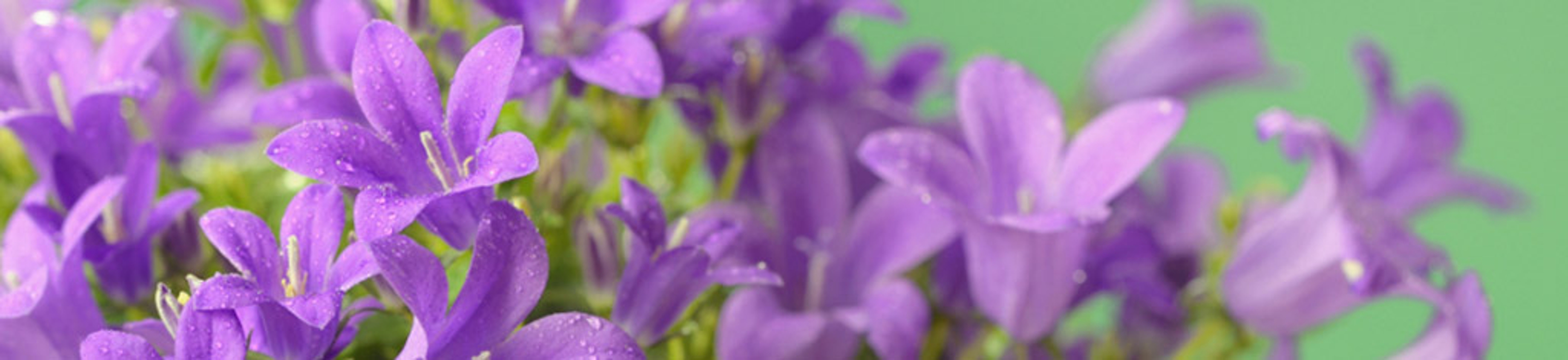 flower types campanula