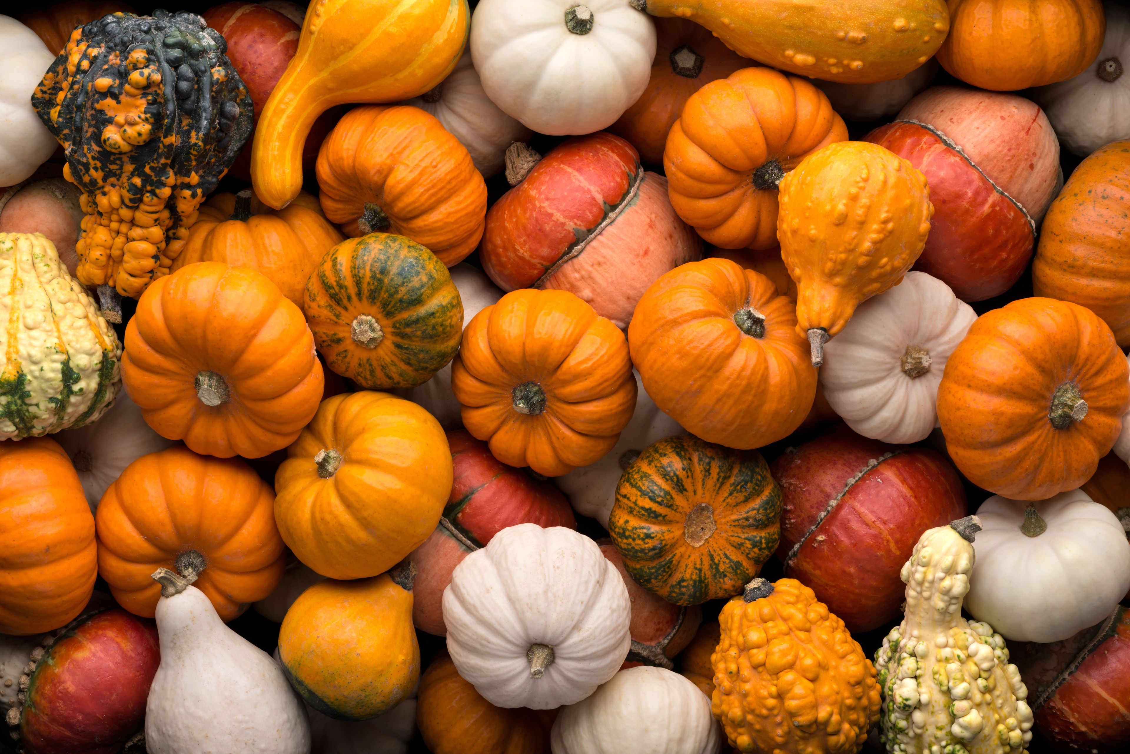 Article Cards Featured Image facts about pumpkins hero