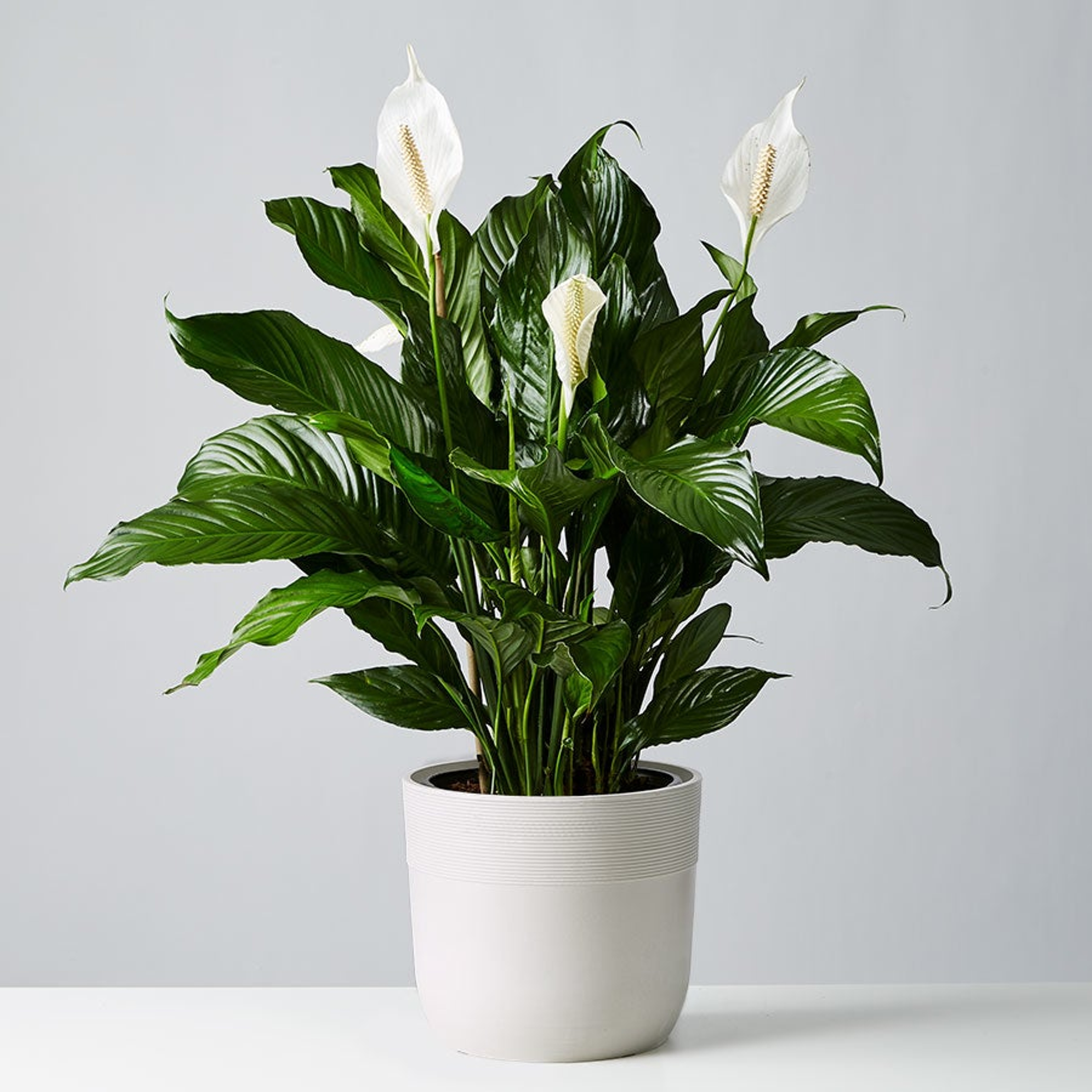 Peace Lily Plant Spathiphyllum