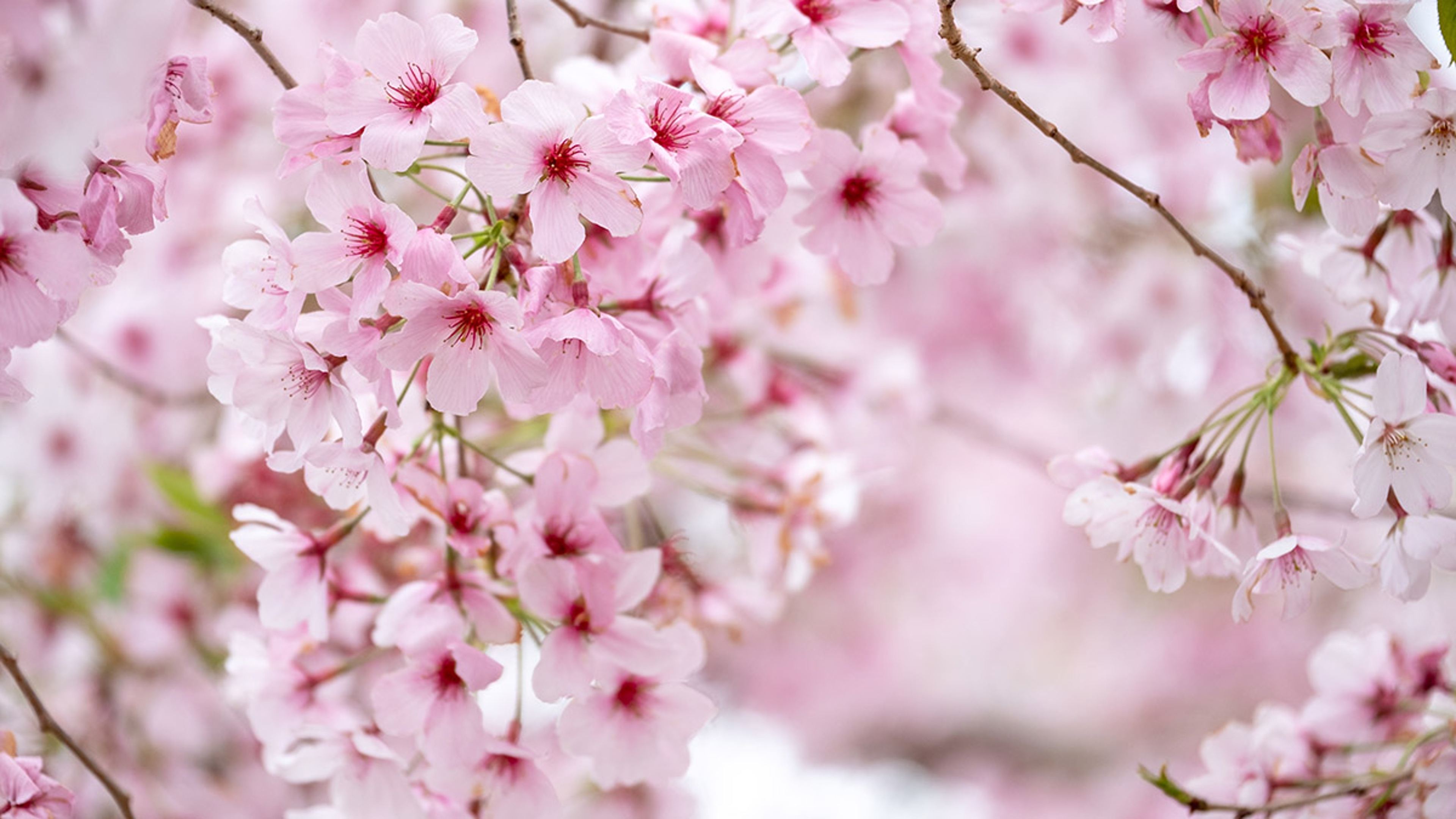 flowers that mean strength cherry blossom