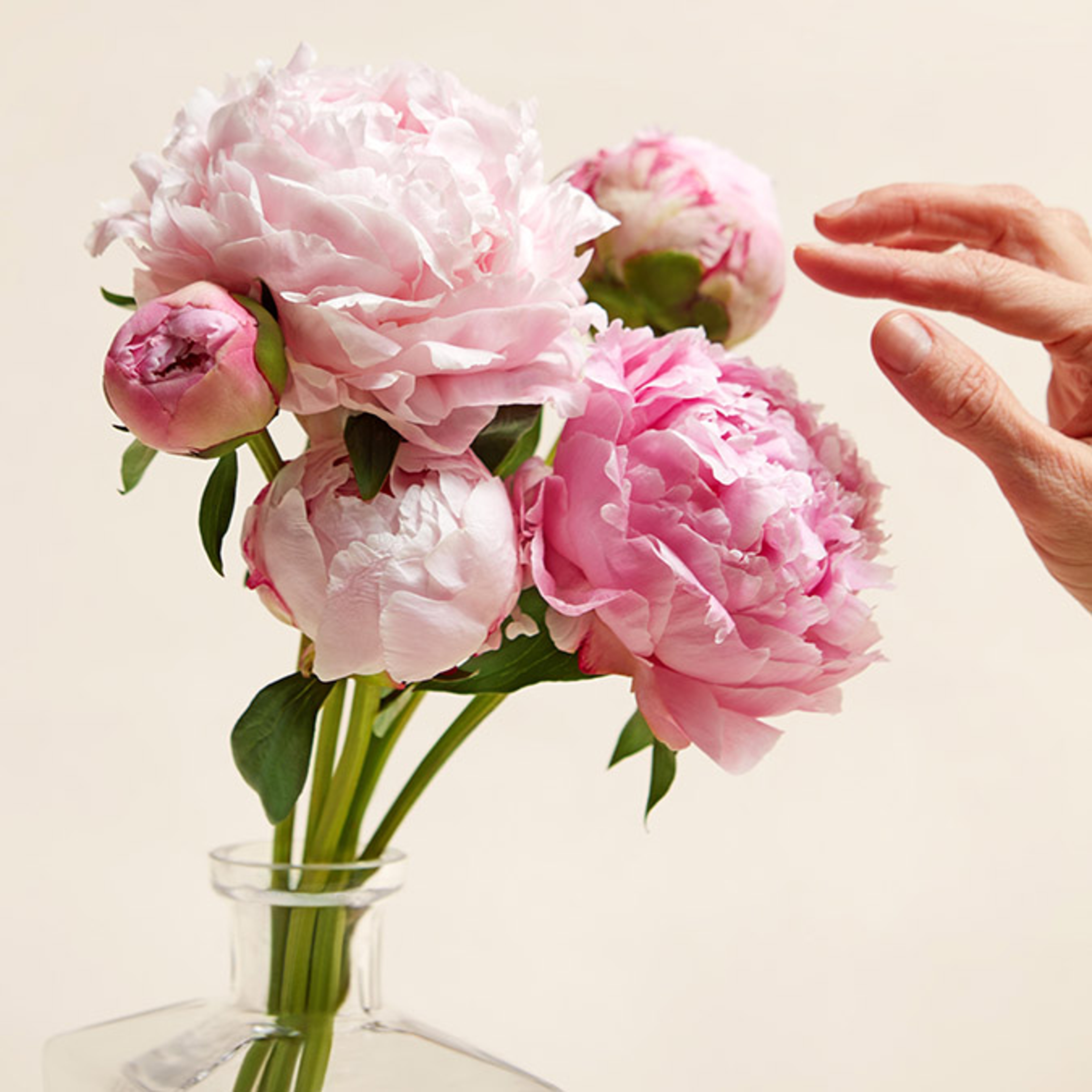 peony foty care